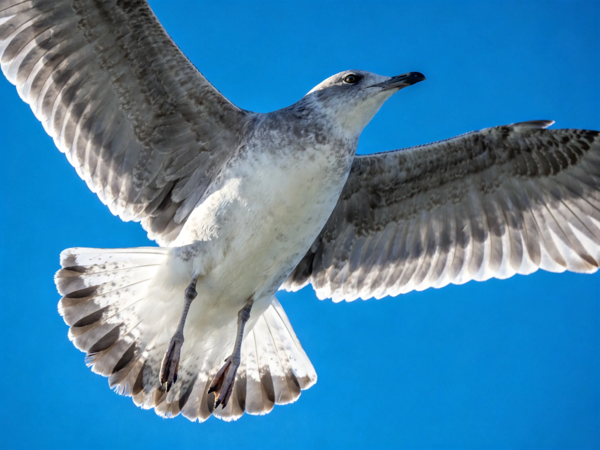 A gray and white seagull spreads wings in bright blue sky
