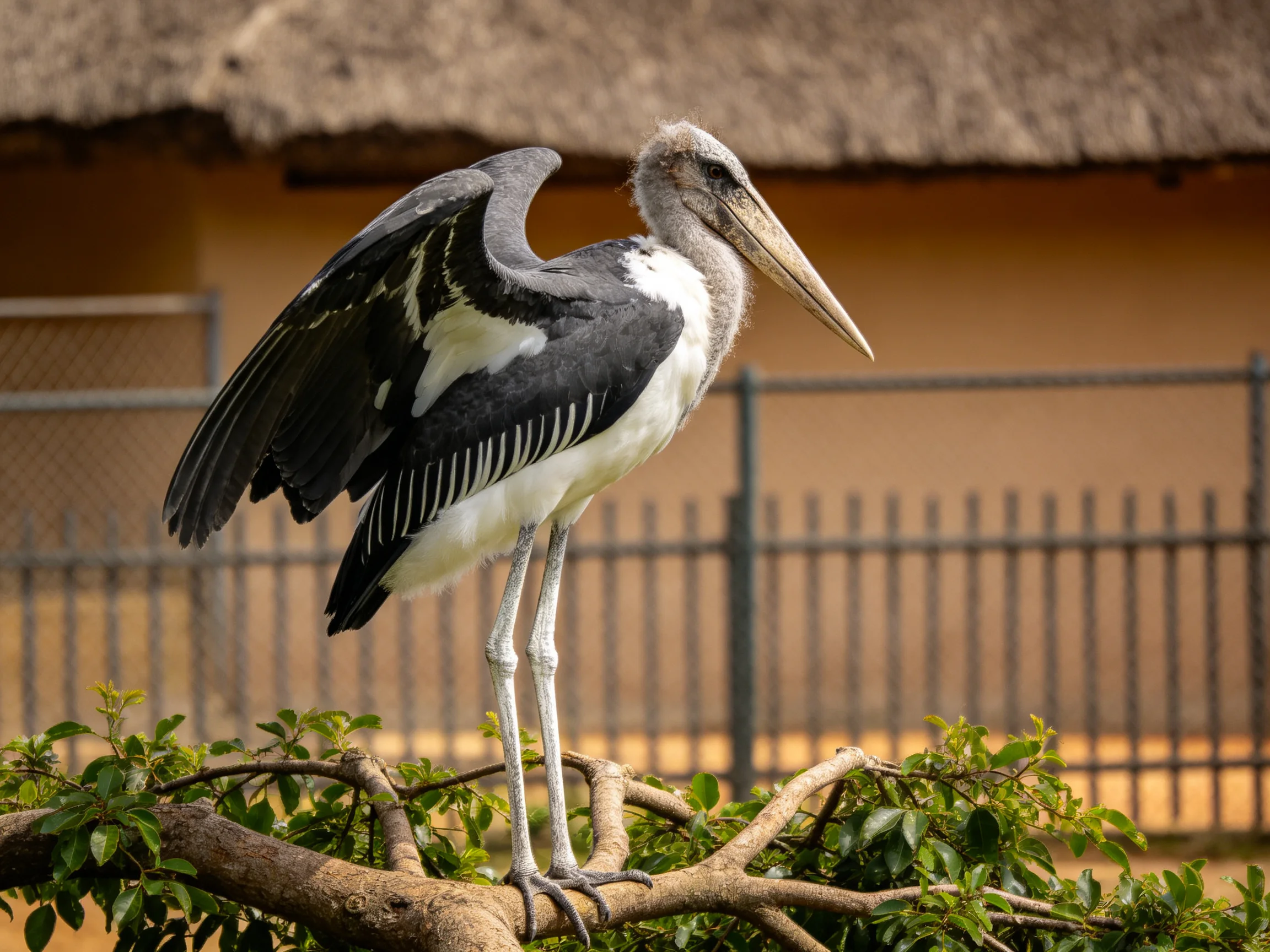A gray and white stork perched on a leafy branch near a fence