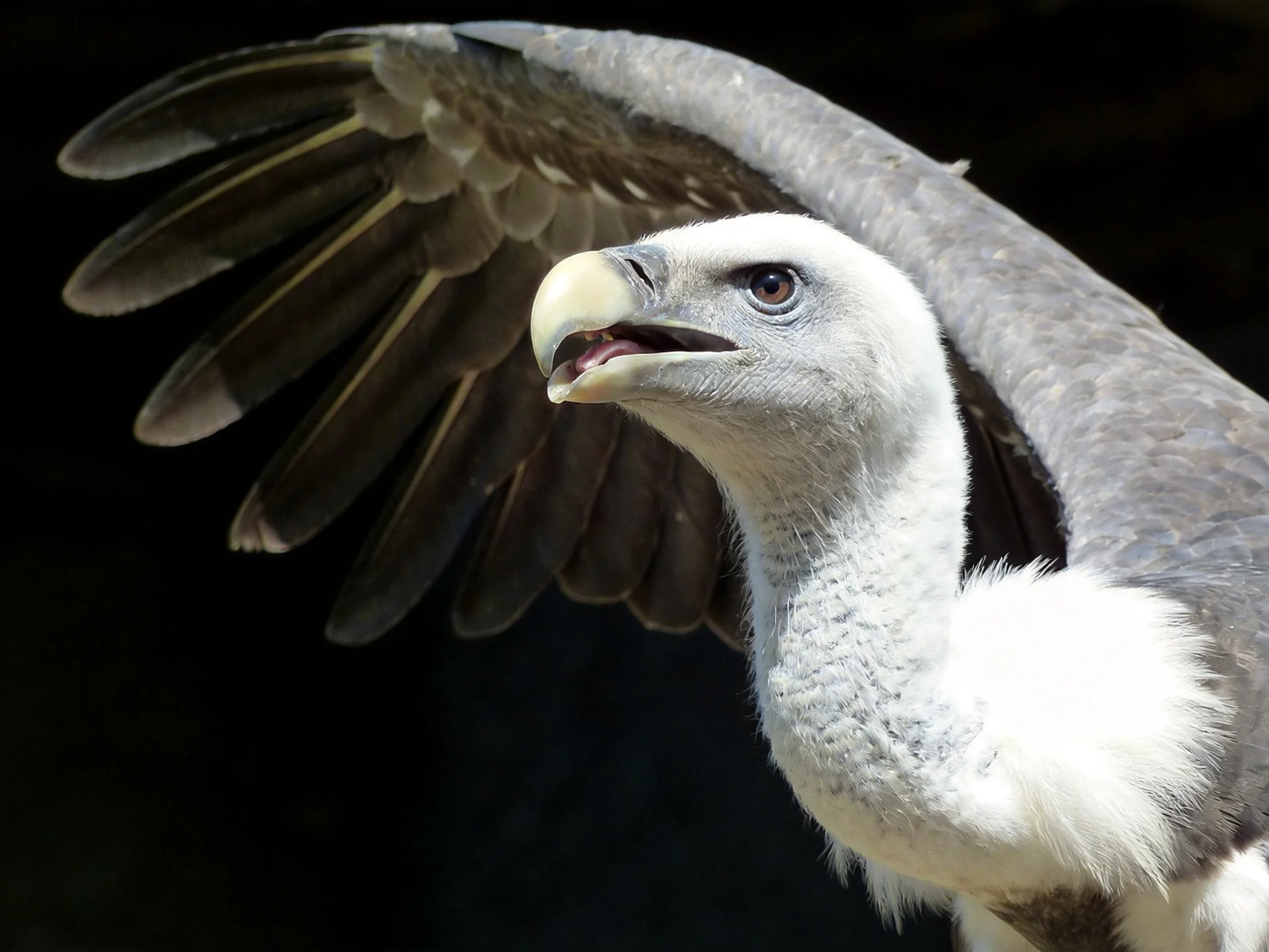 A gray and white vulture spreading dark wings against a black backdrop