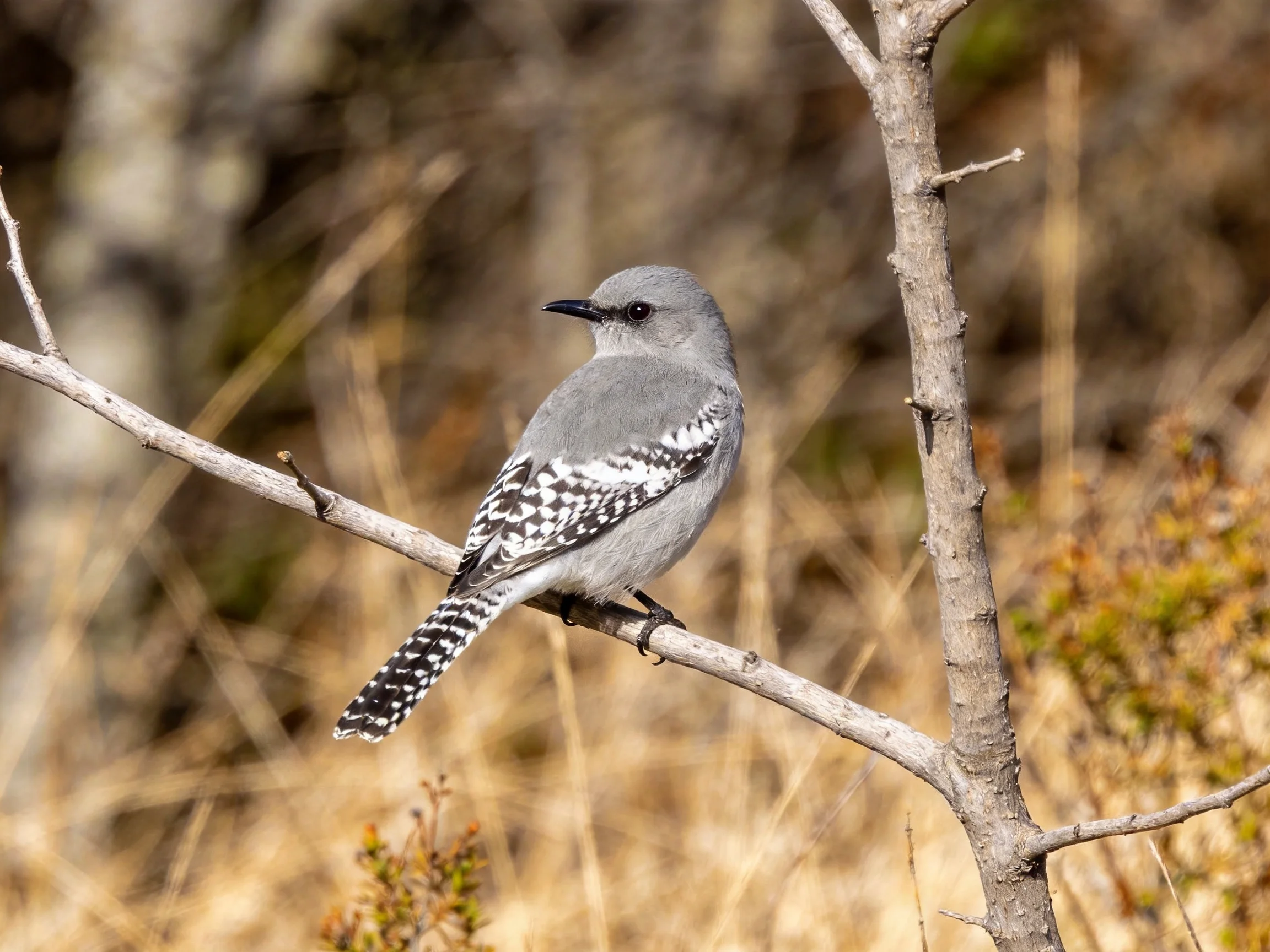 A gray bird with black - white patterned wings perches on a thin branch