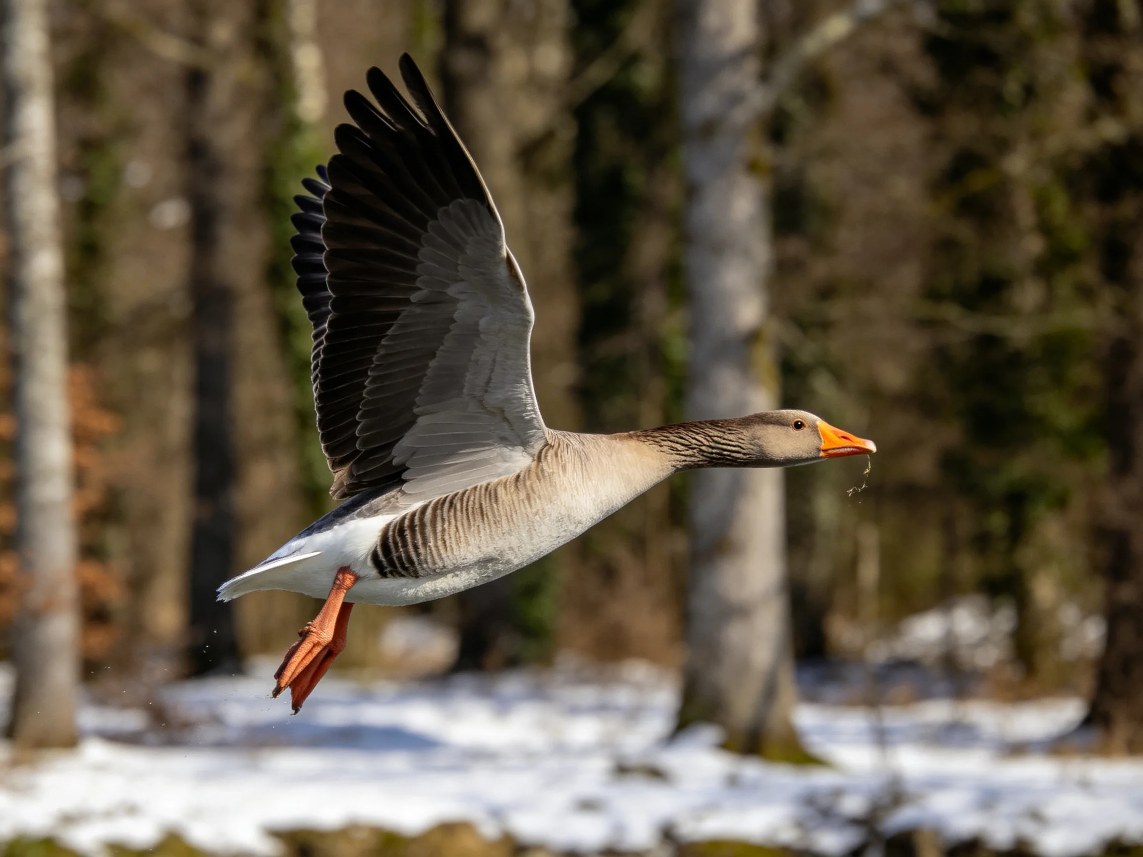 A gray-brown goose flies over a snow-dusted forest with orange beak