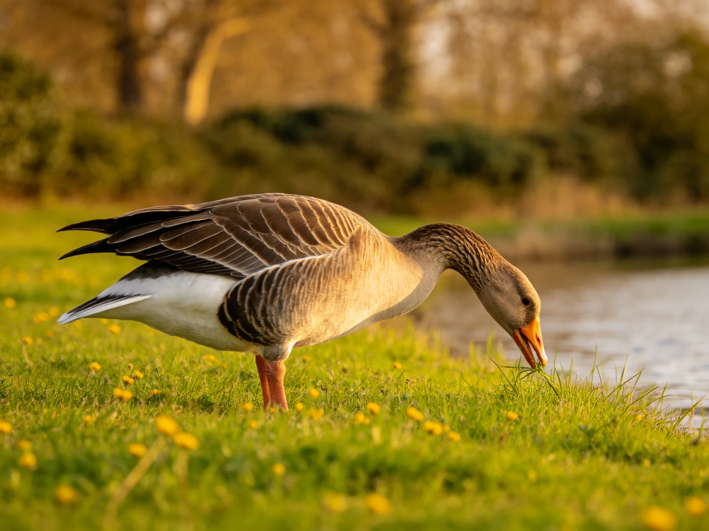 A gray-brown goose forages by a calm waterway with green grass