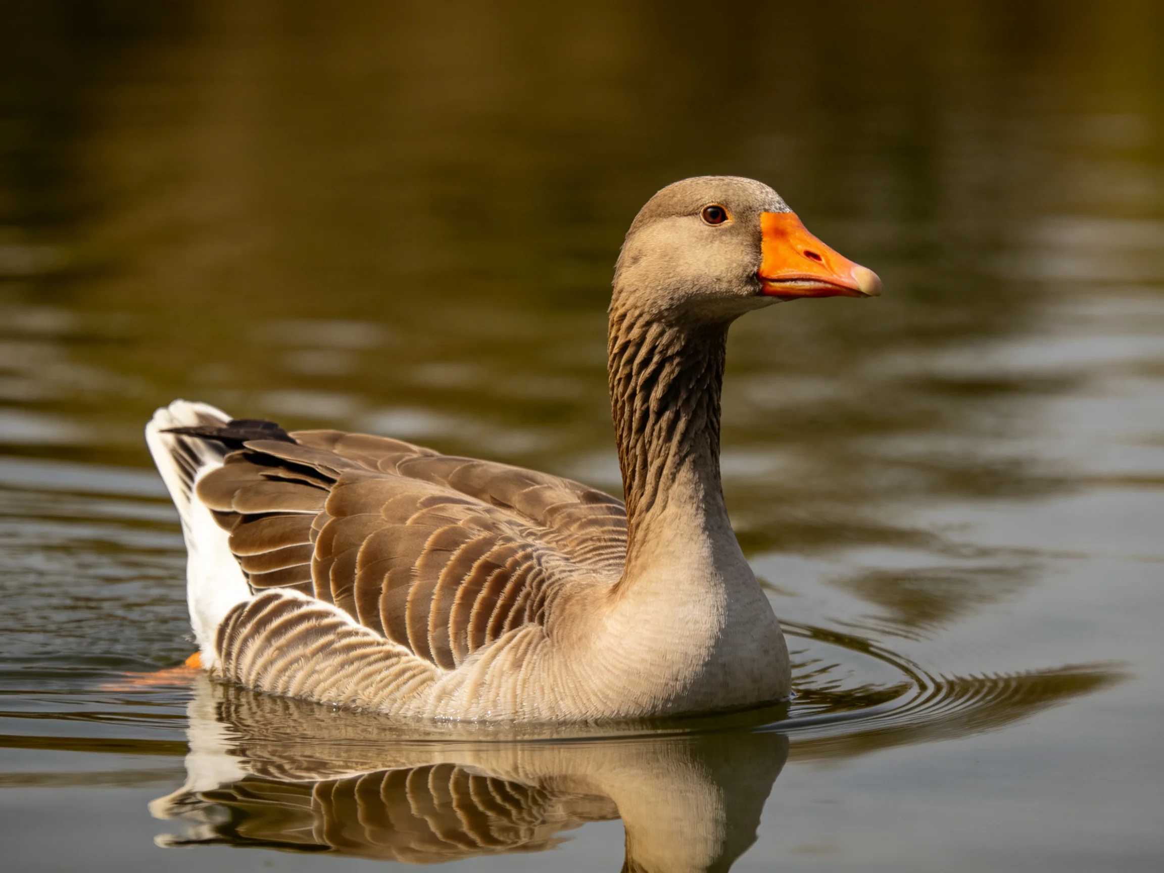 A gray - brown goose swims in calm, reflective water