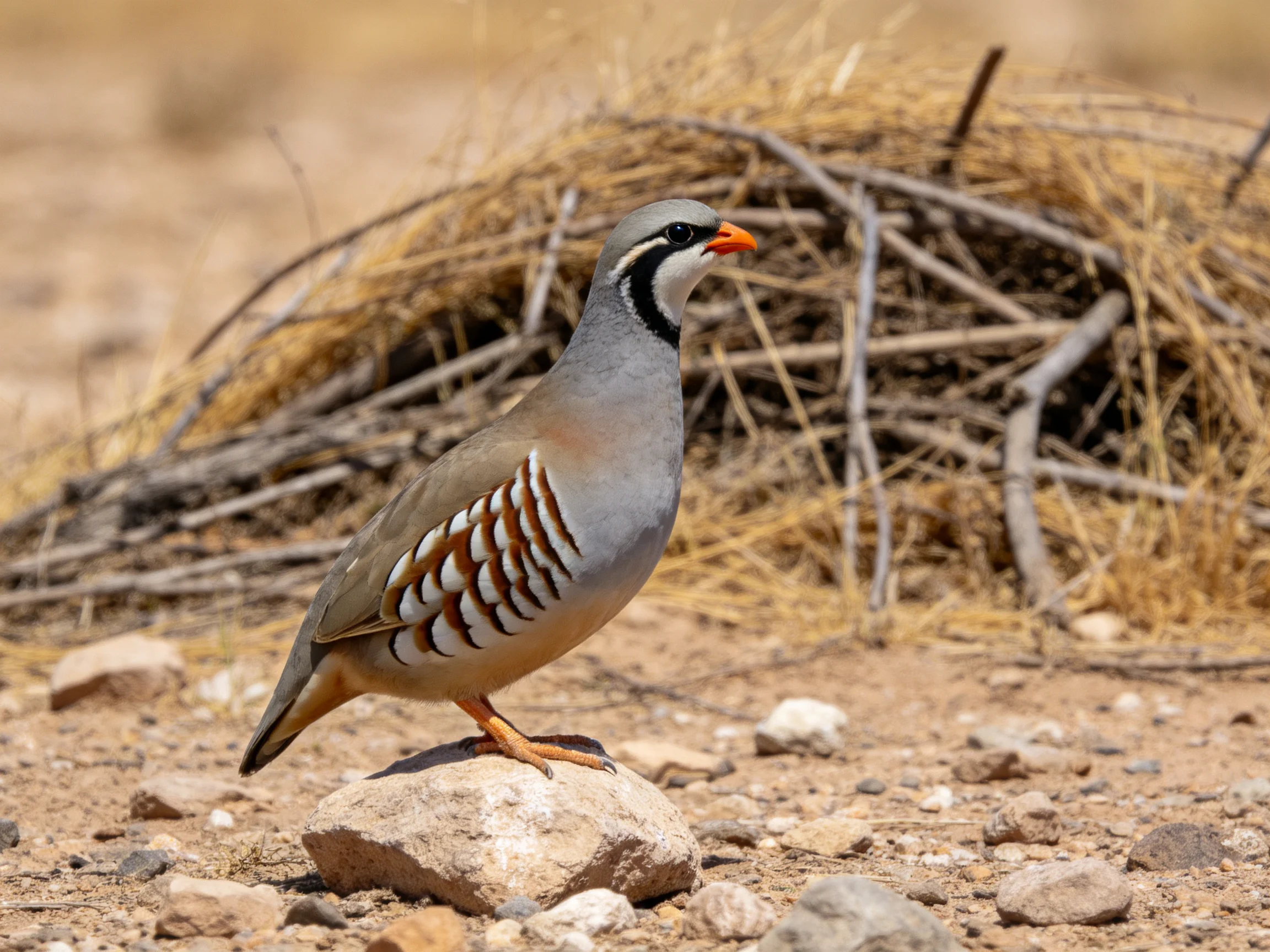 A gray-brown partridge stands on a rock amid dry twigs