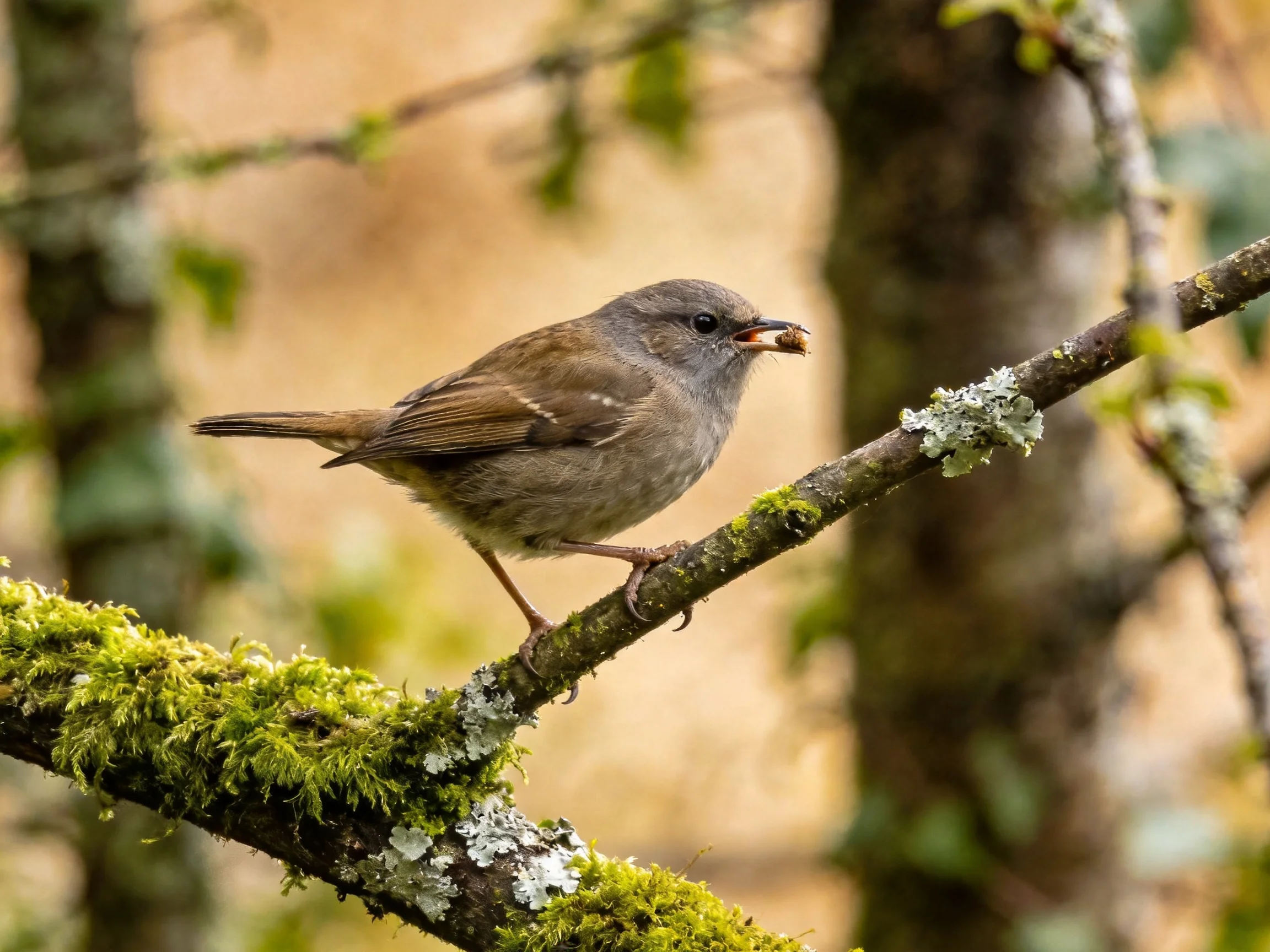 A gray-brown songbird perches on a mossy lichen-covered branch