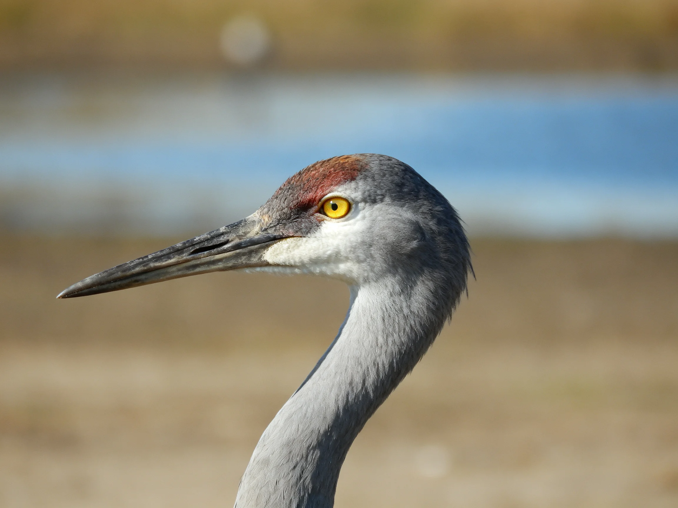 A gray crane with reddish crown near blue water