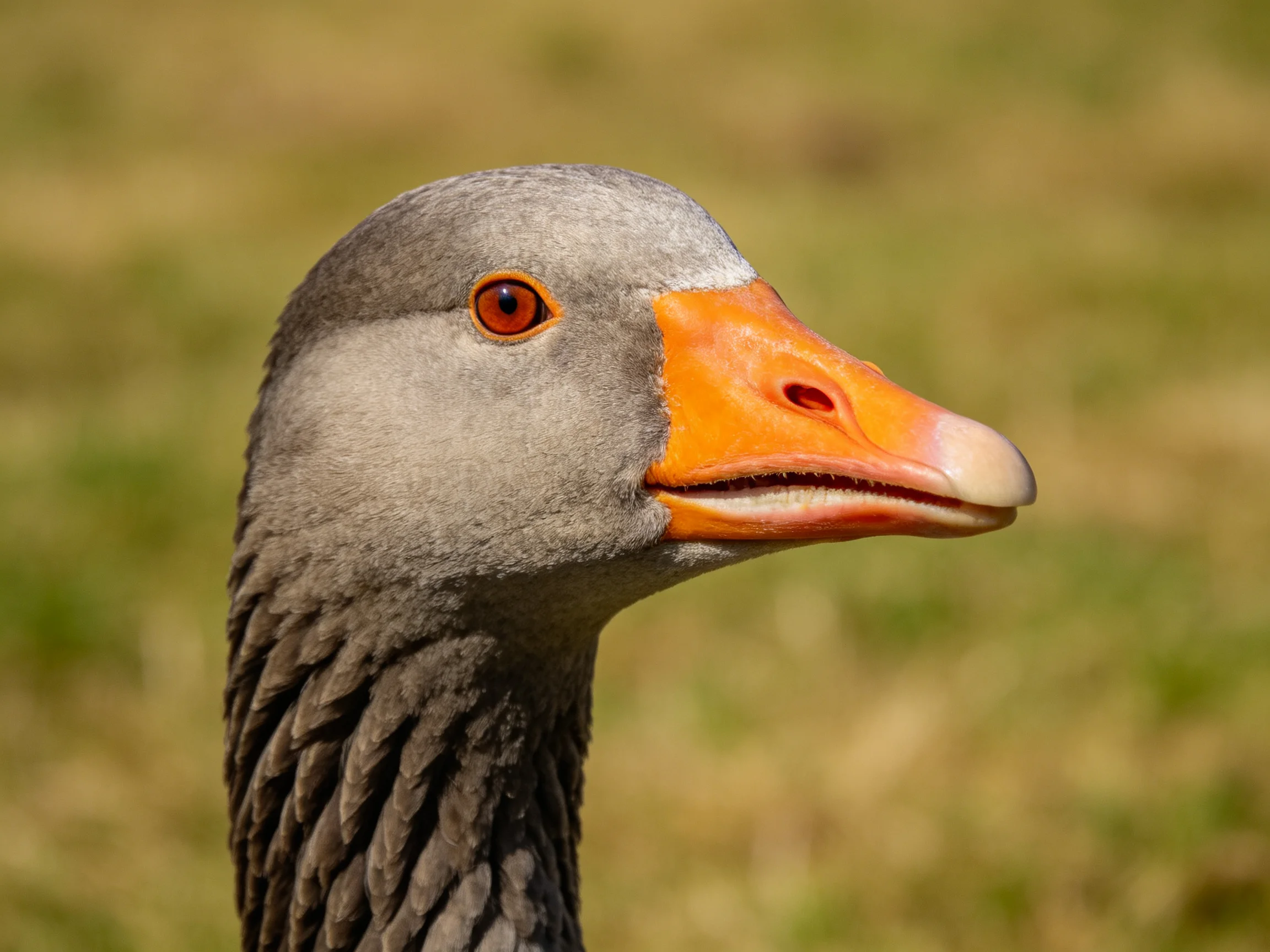 A gray - feathered goose with an orange beak in a natural environment