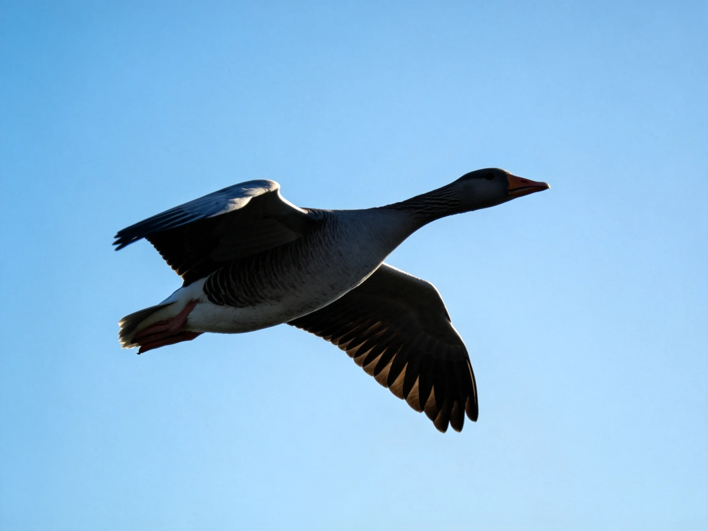 A gray goose flies with extended wings against a bright blue sky