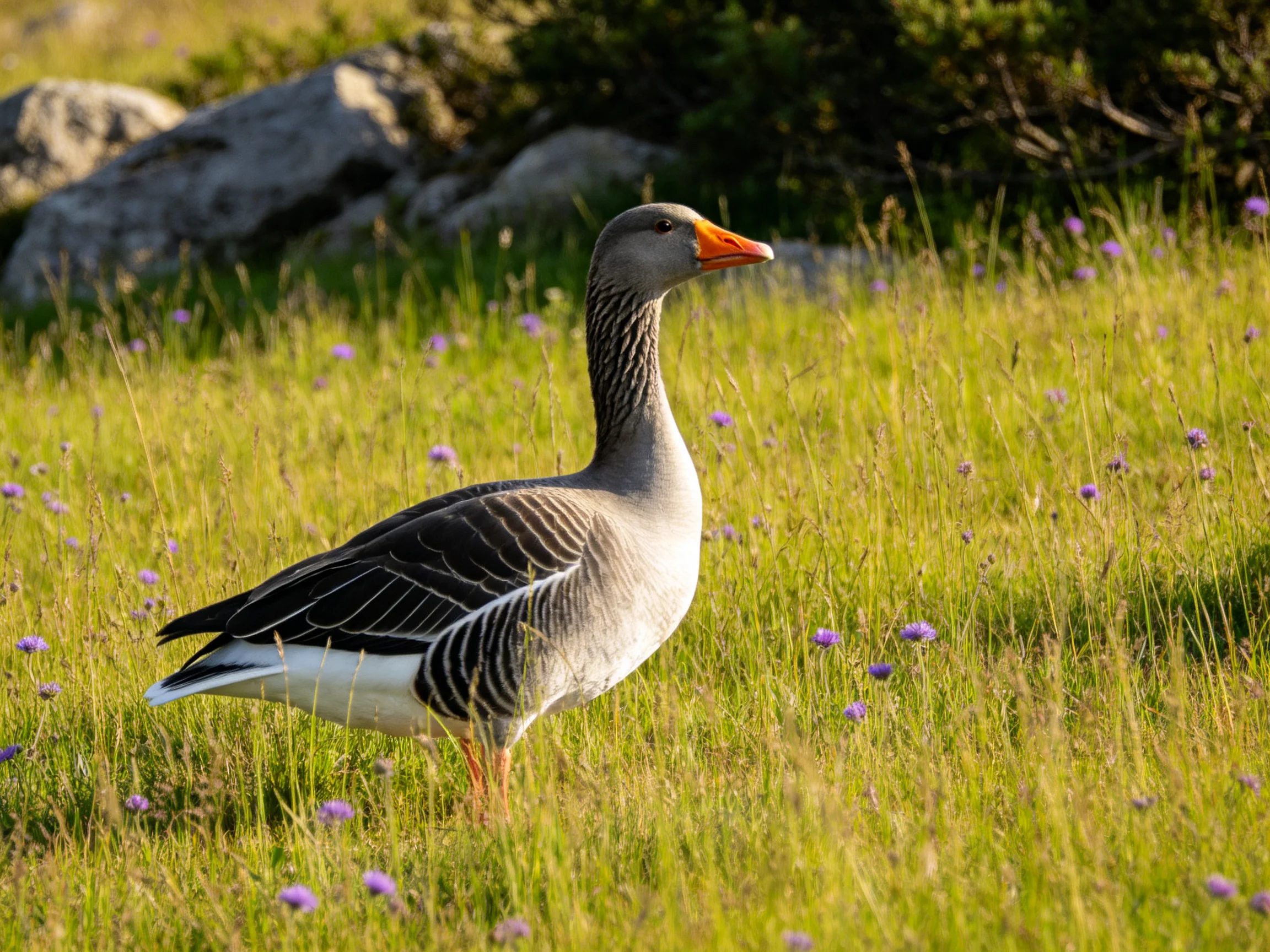 A gray goose in a grassy meadow with purple wildflowers