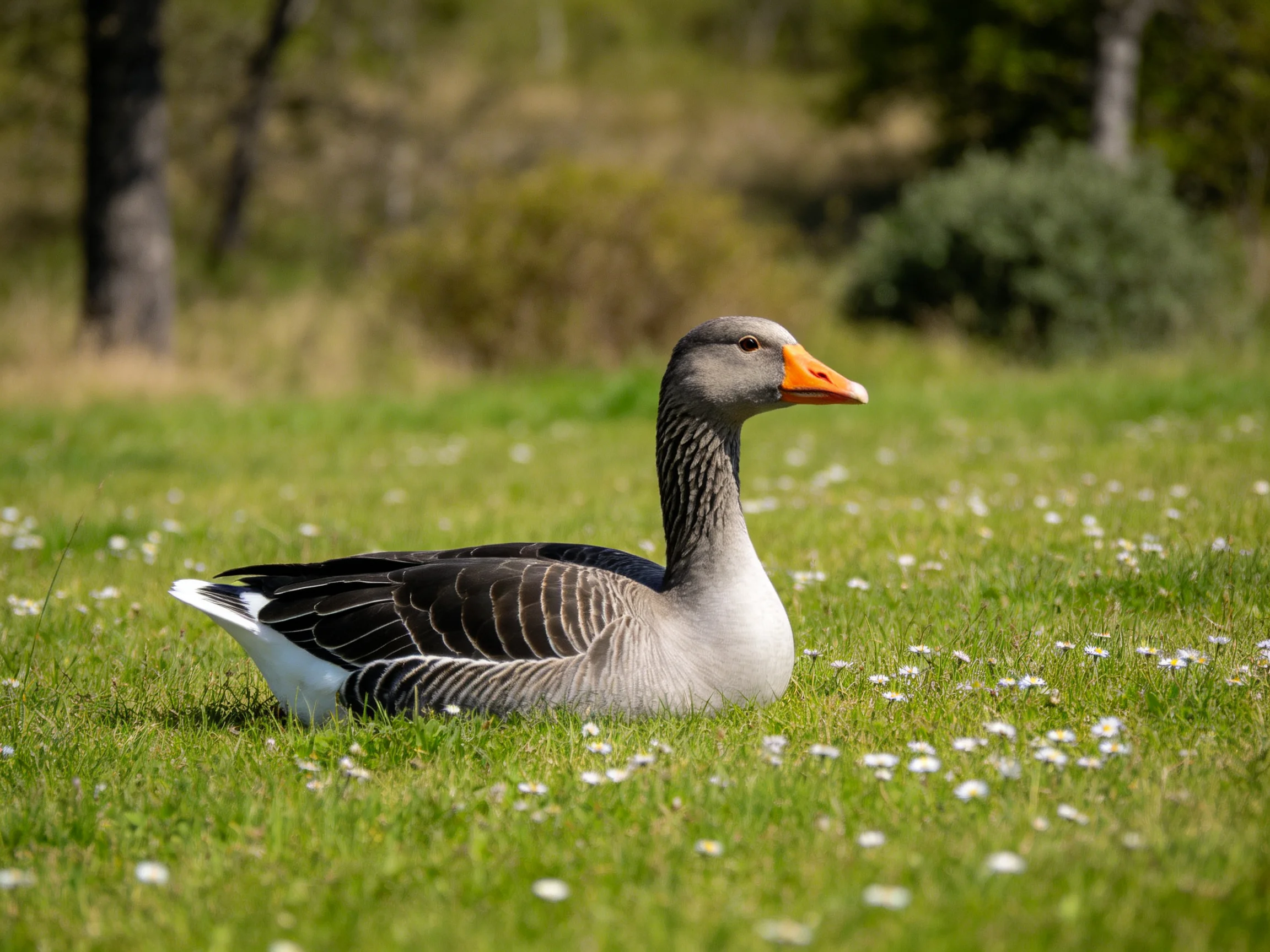 A gray goose rests on a flower-speckled green meadow