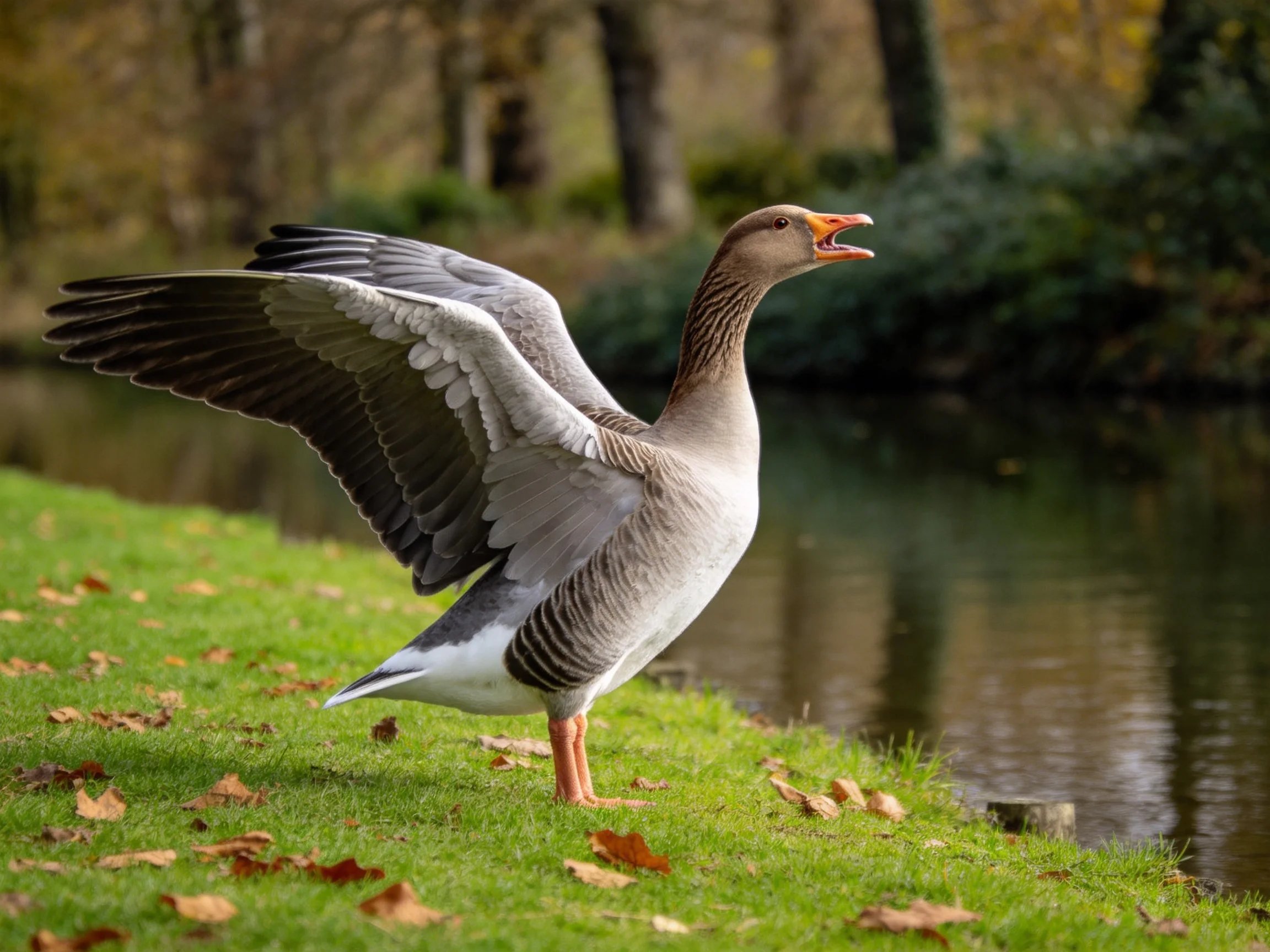 A gray goose spreads wings by a calm pond with autumn leaves