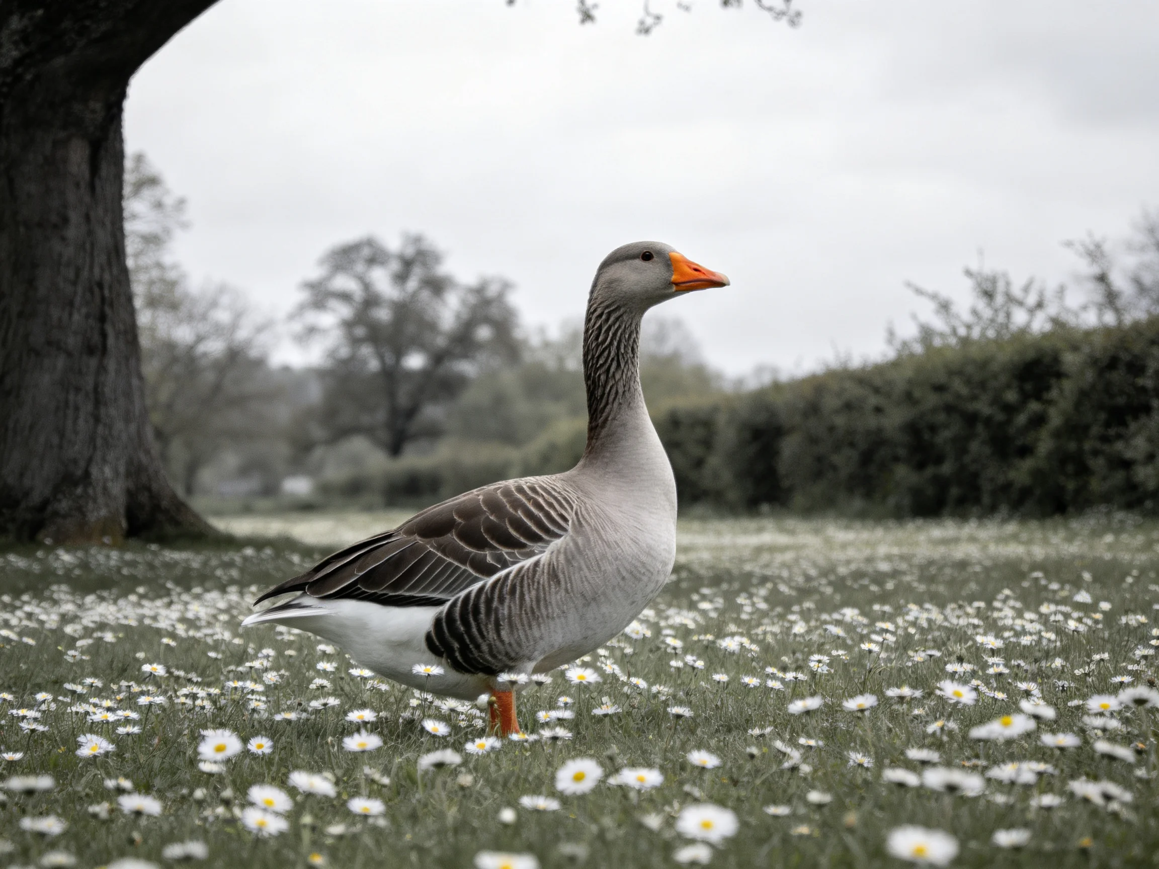 A gray goose stands amid white daisies near large trees