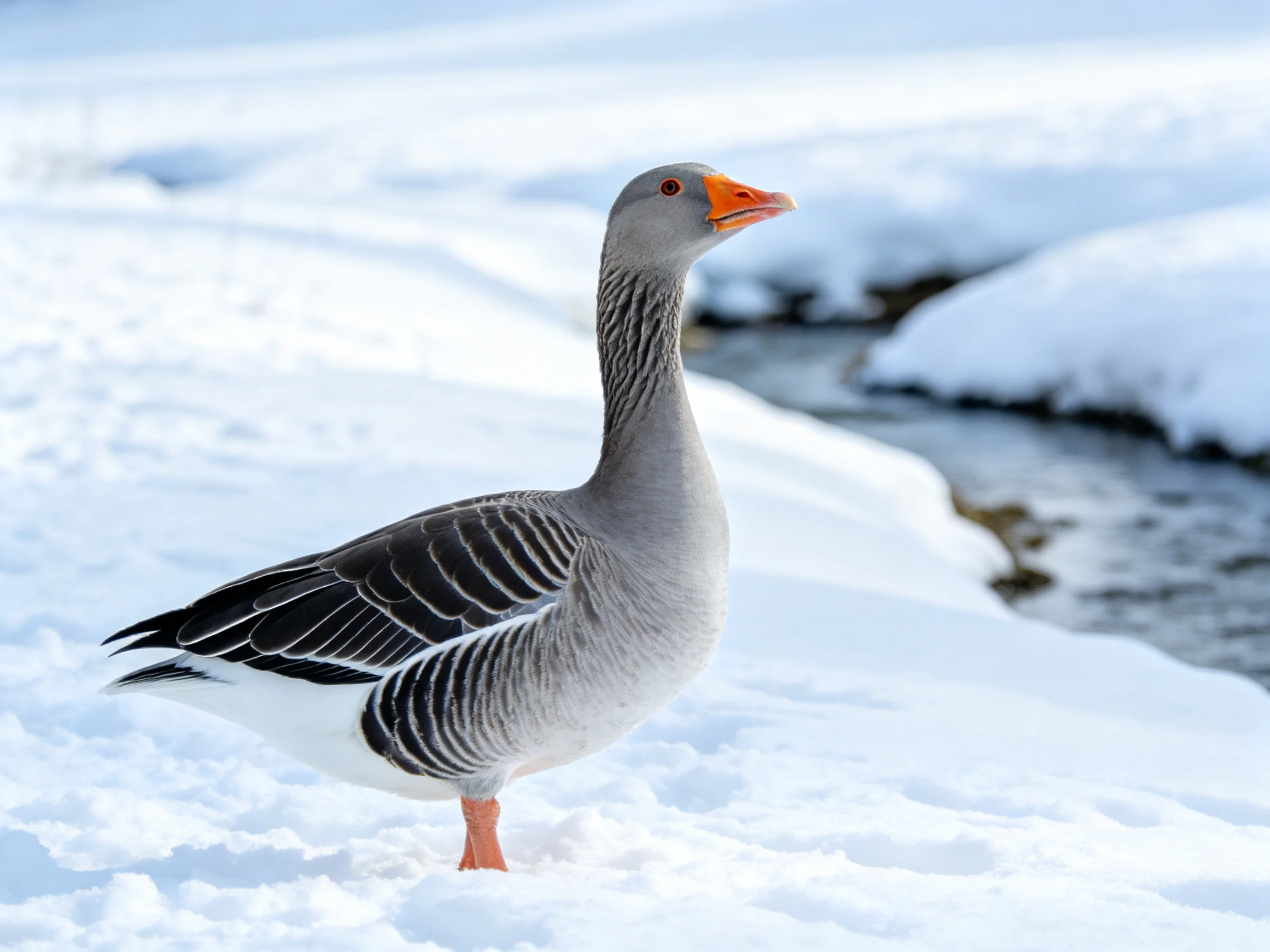 A gray goose stands in snowy terrain beside a partially frozen stream