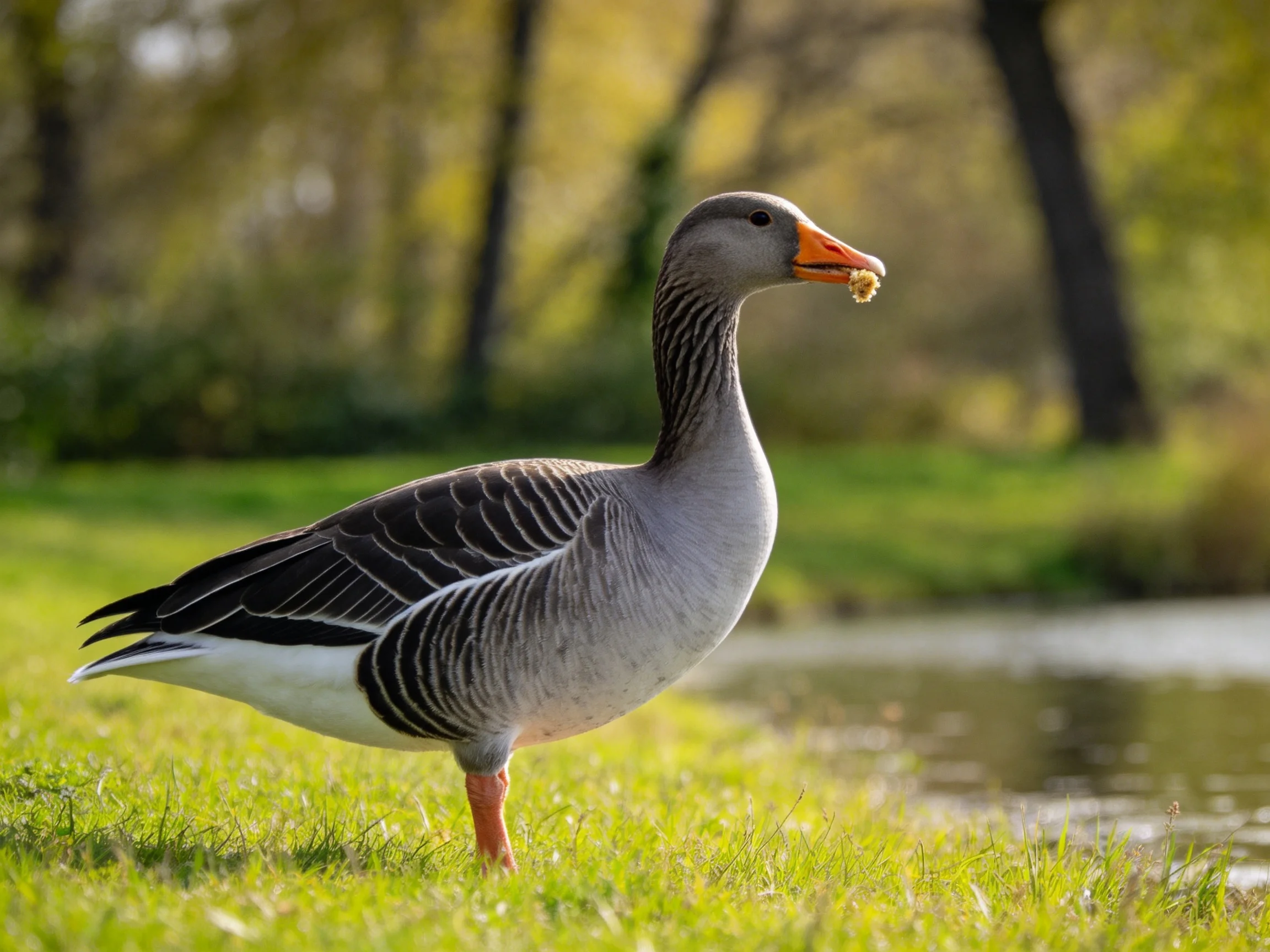 A gray goose stands on lush green grass by a calm pond