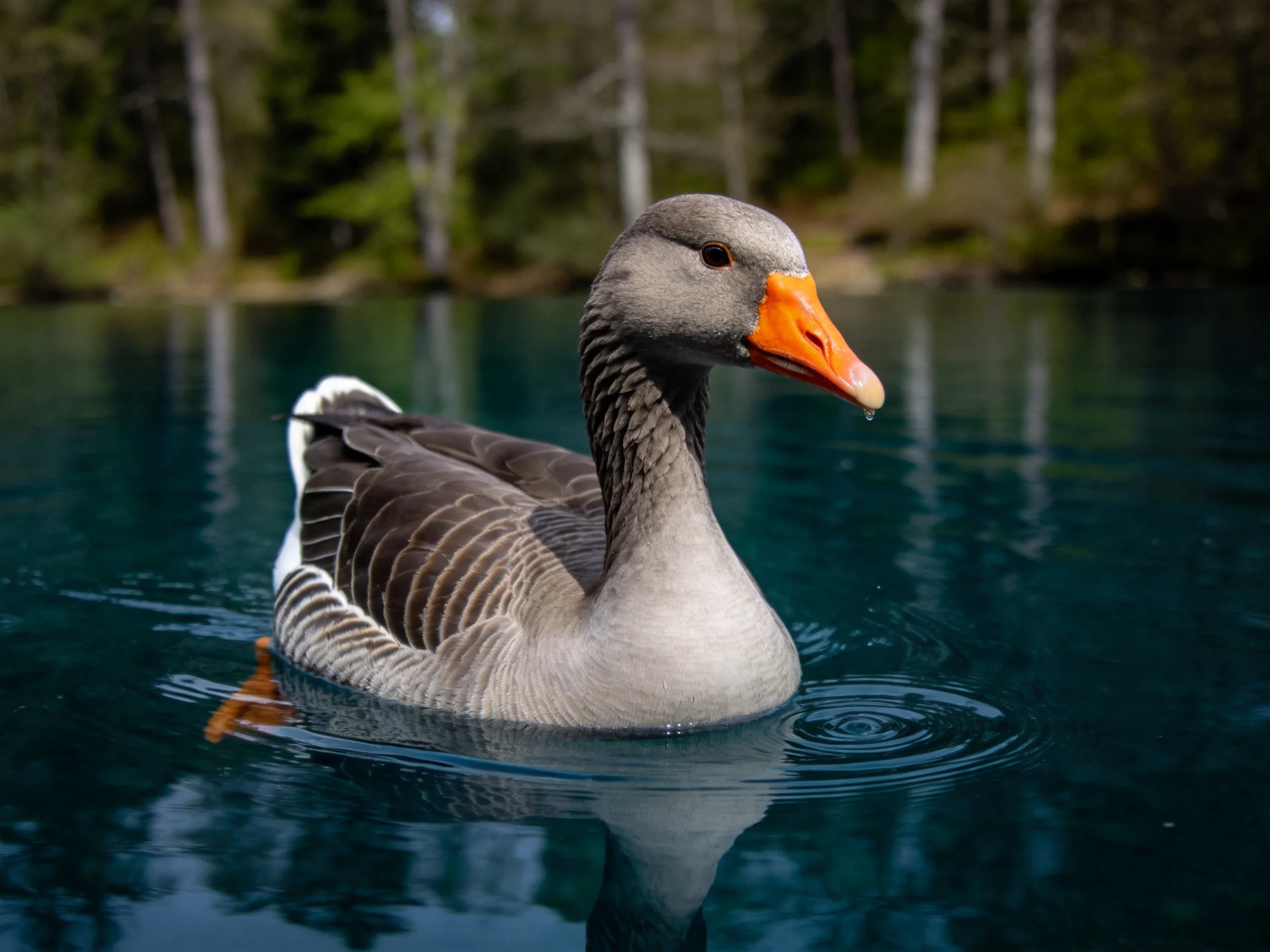 A gray goose swims in calm blue water near forested shore