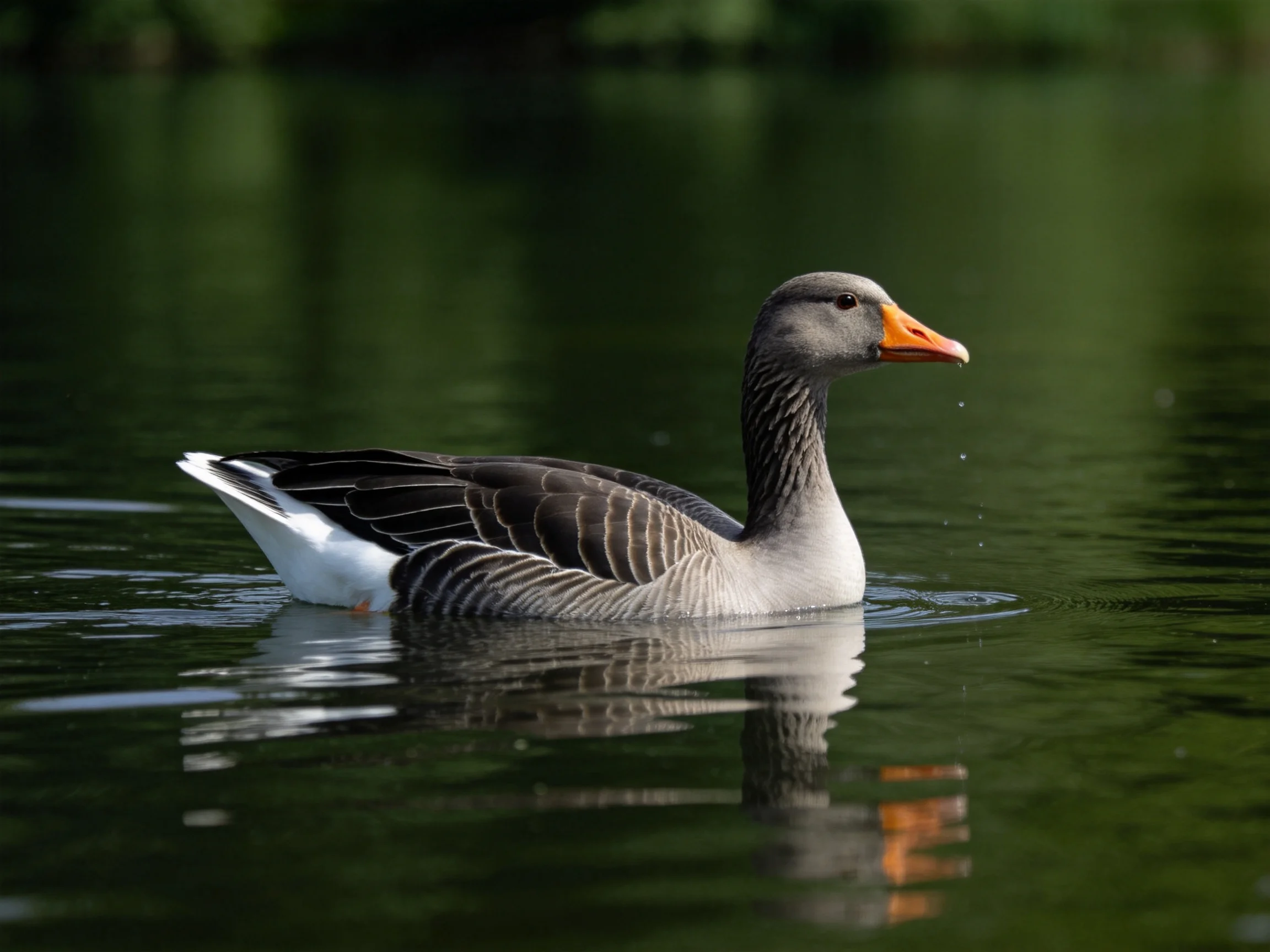A gray goose glides across calm green water in a peaceful environment.