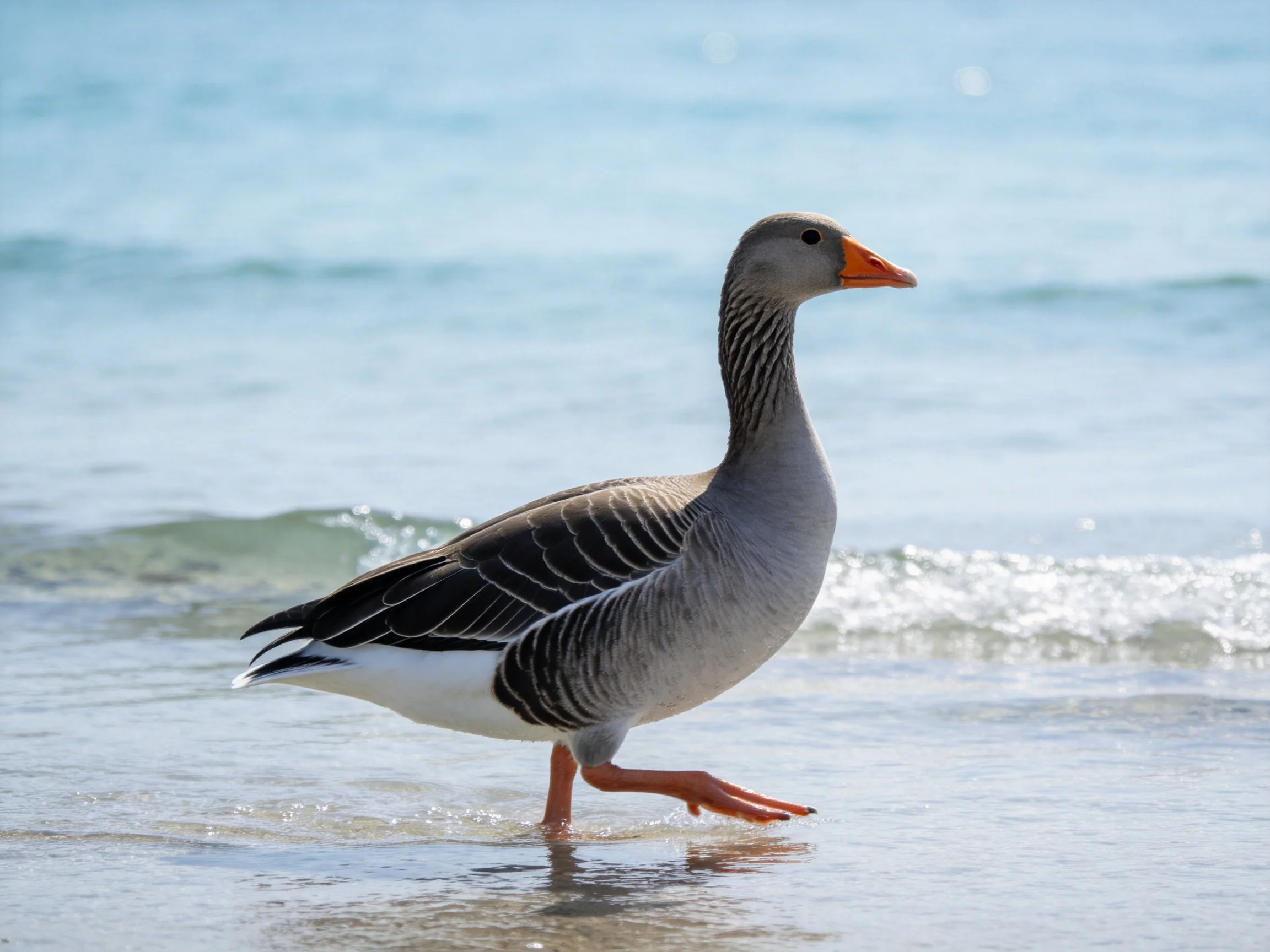 A gray goose with a striped neck and orange beak wades through shallow ocean water