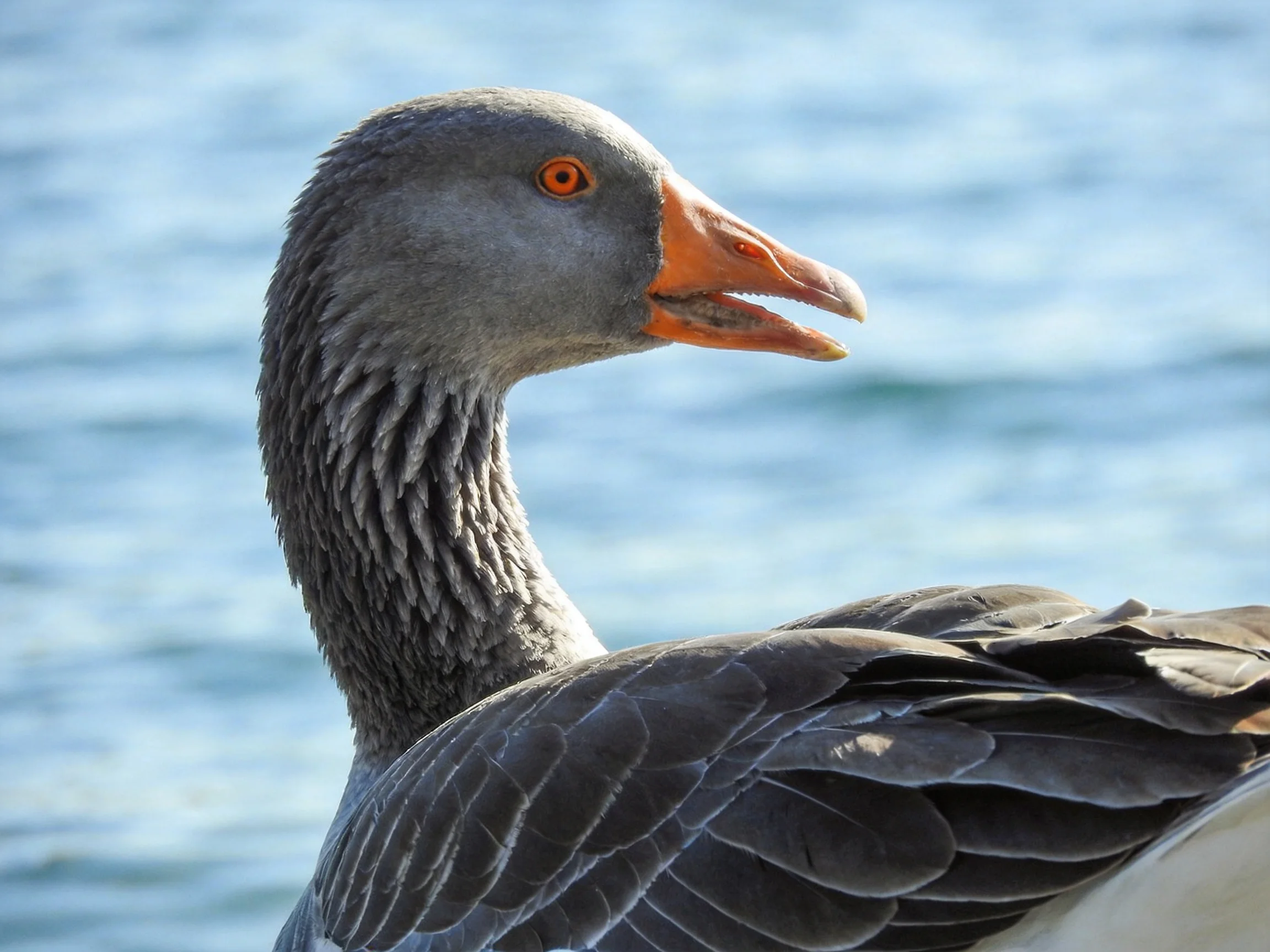A close - up of a gray goose with an orange beak near water.