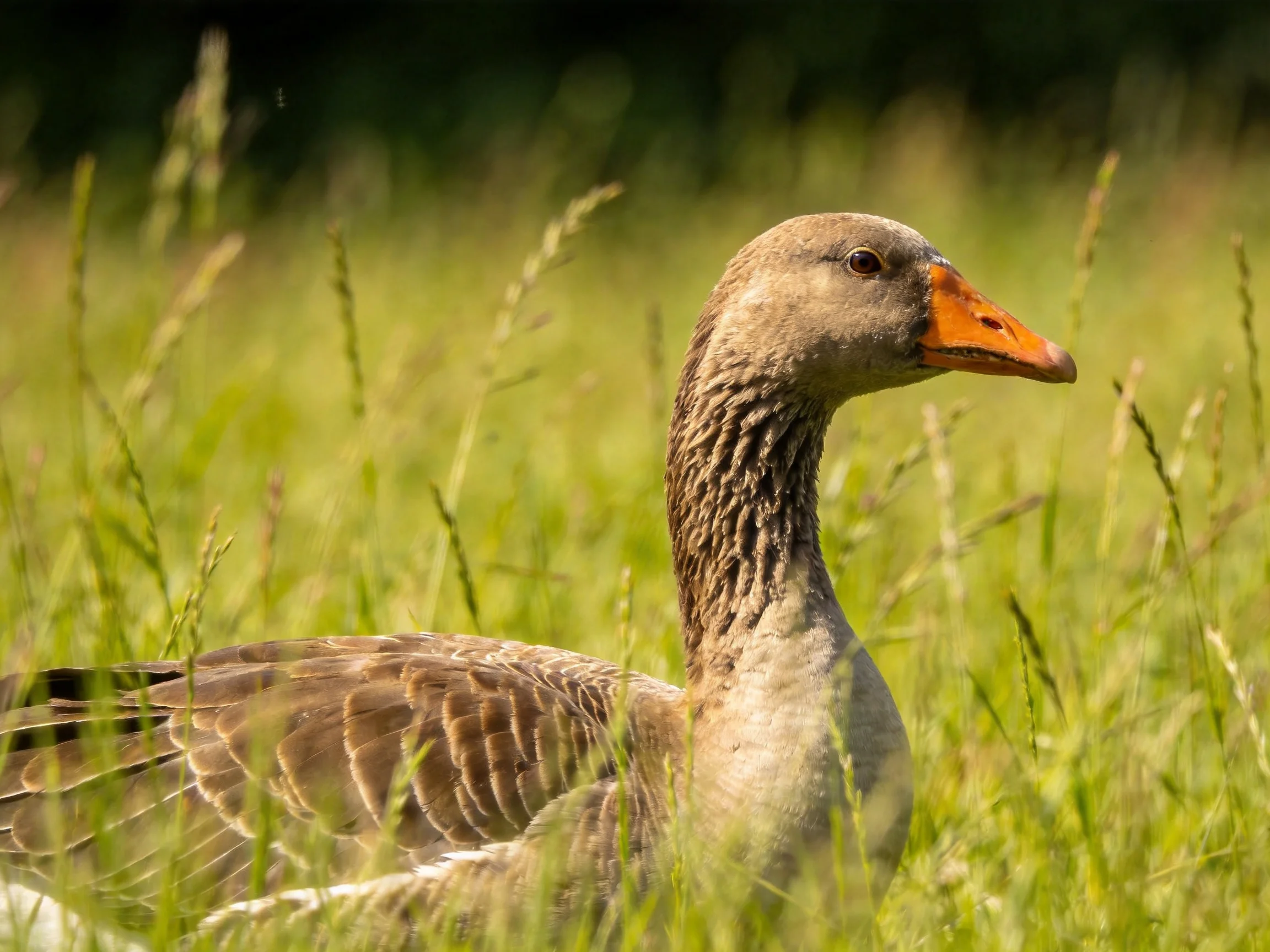 A gray goose with an orange beak is surrounded by tall green grass.
