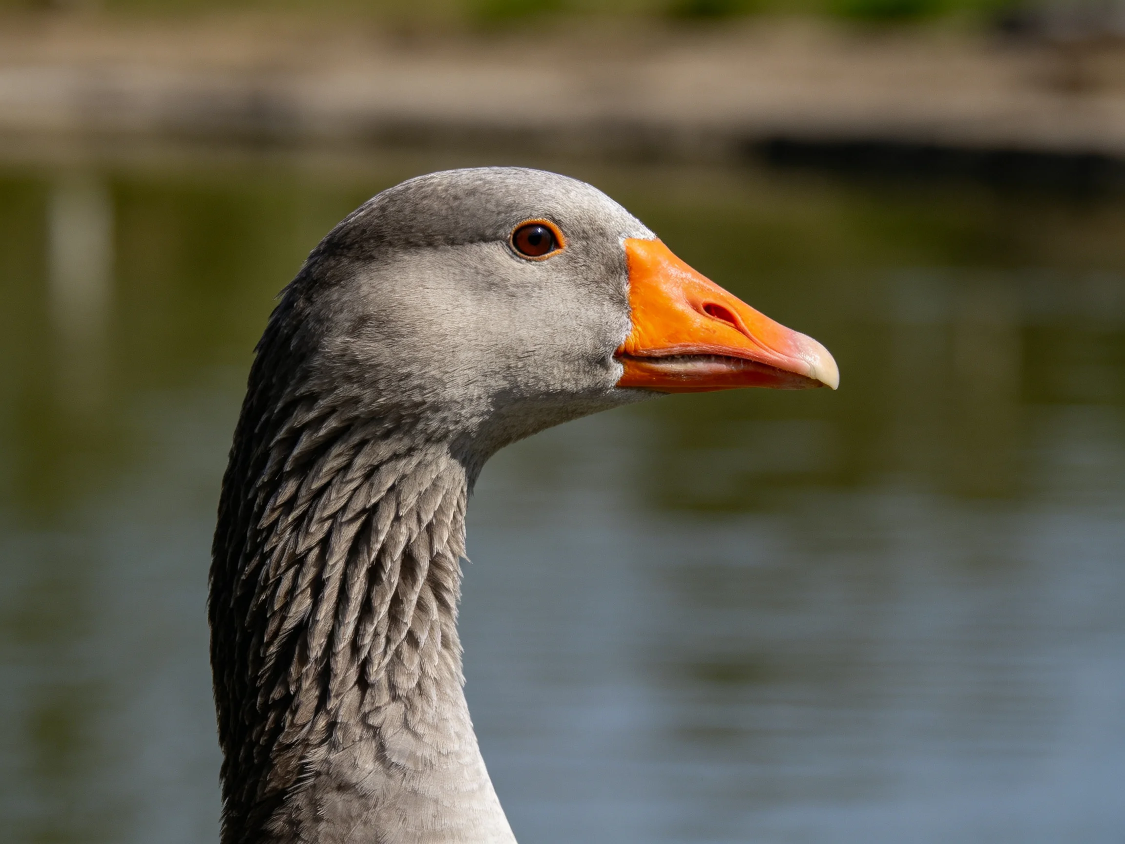 A gray goose with an orange beak near calm water