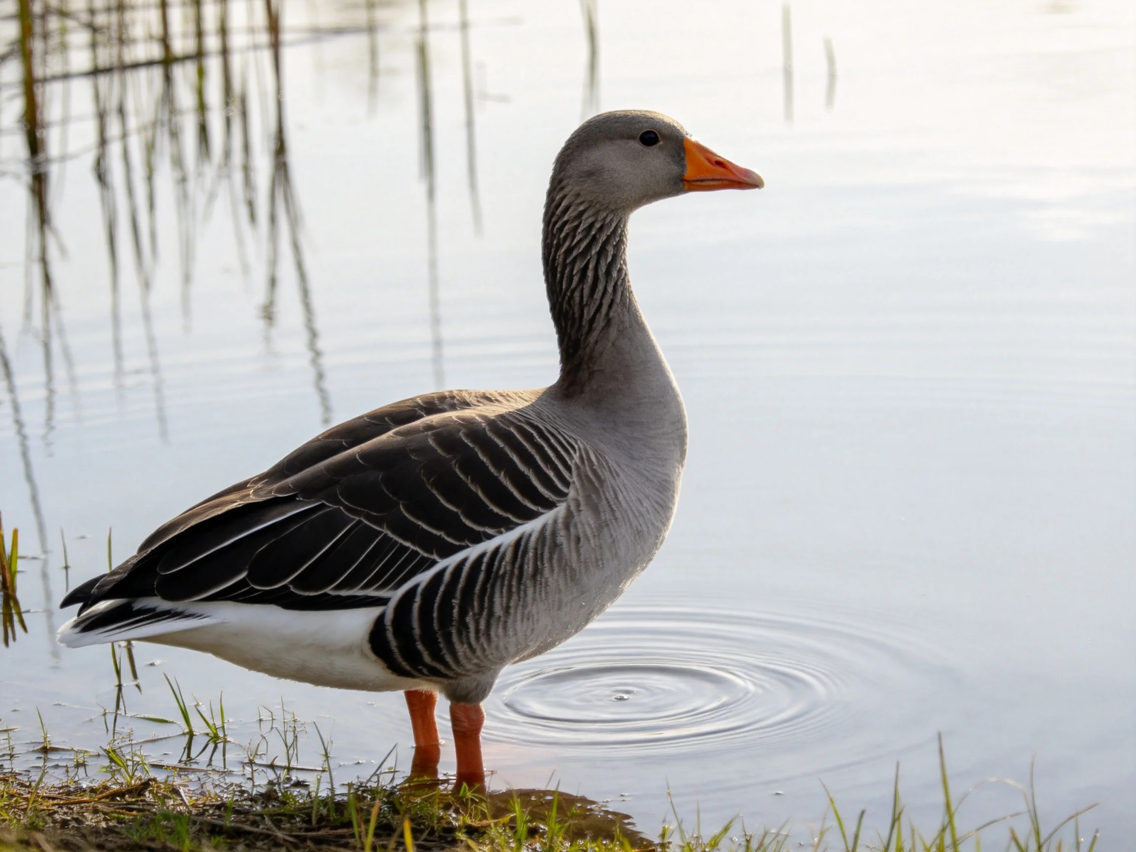 A gray goose with an orange beak near calm water