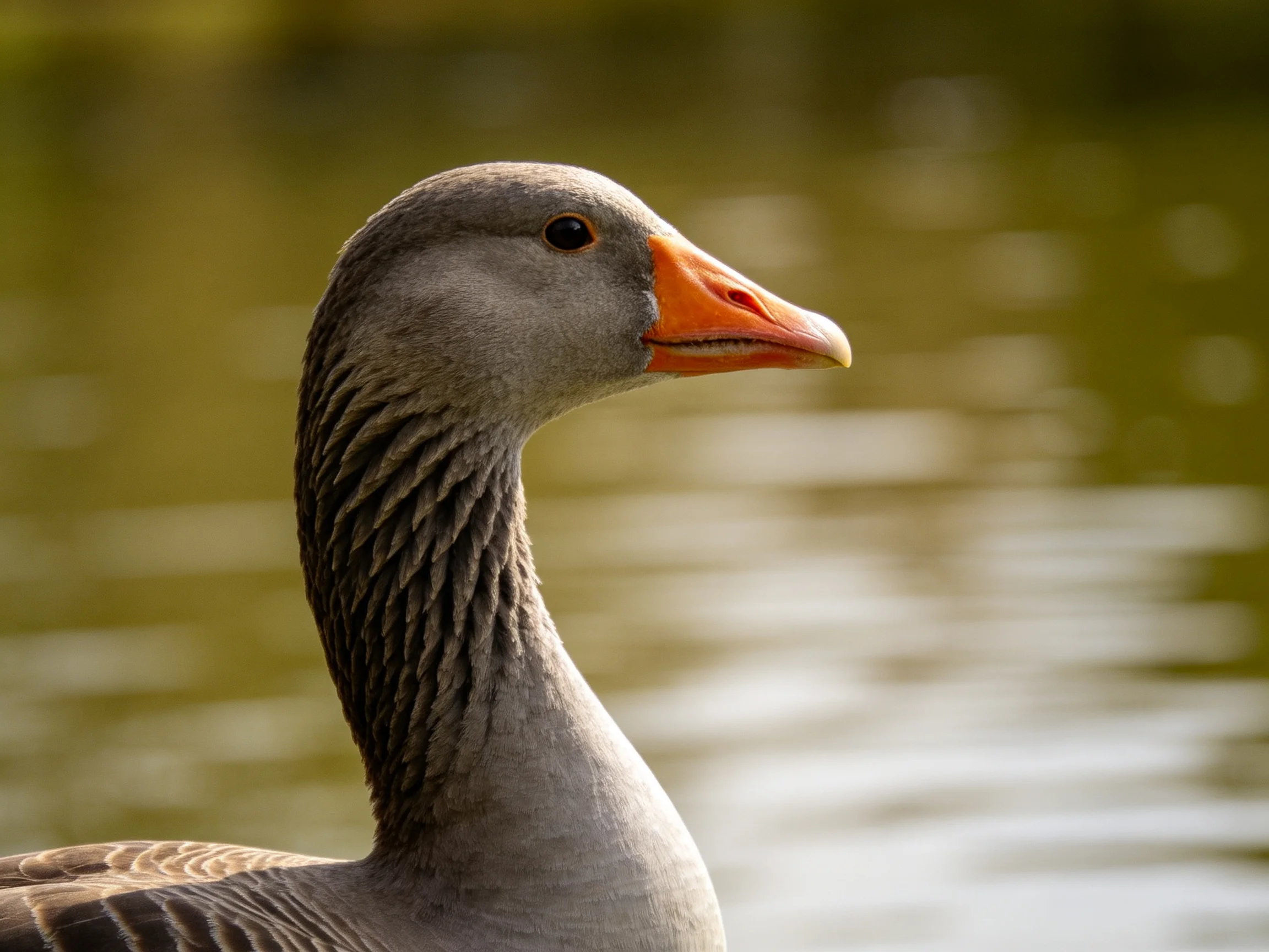 A gray goose with an orange beak is near calm water.