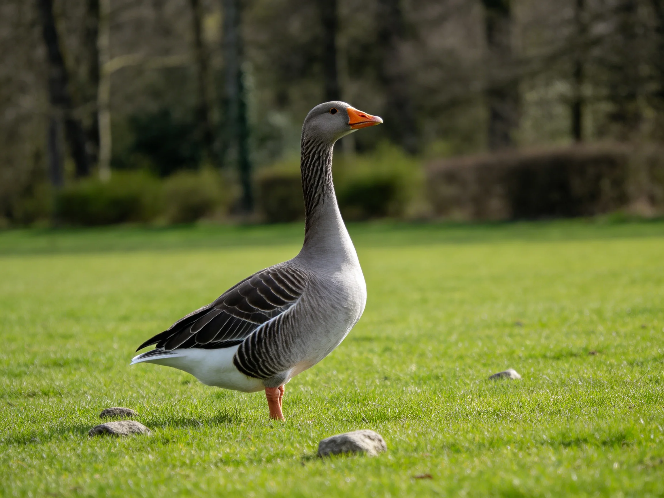 A gray goose with an orange beak on a green lawn near rocks