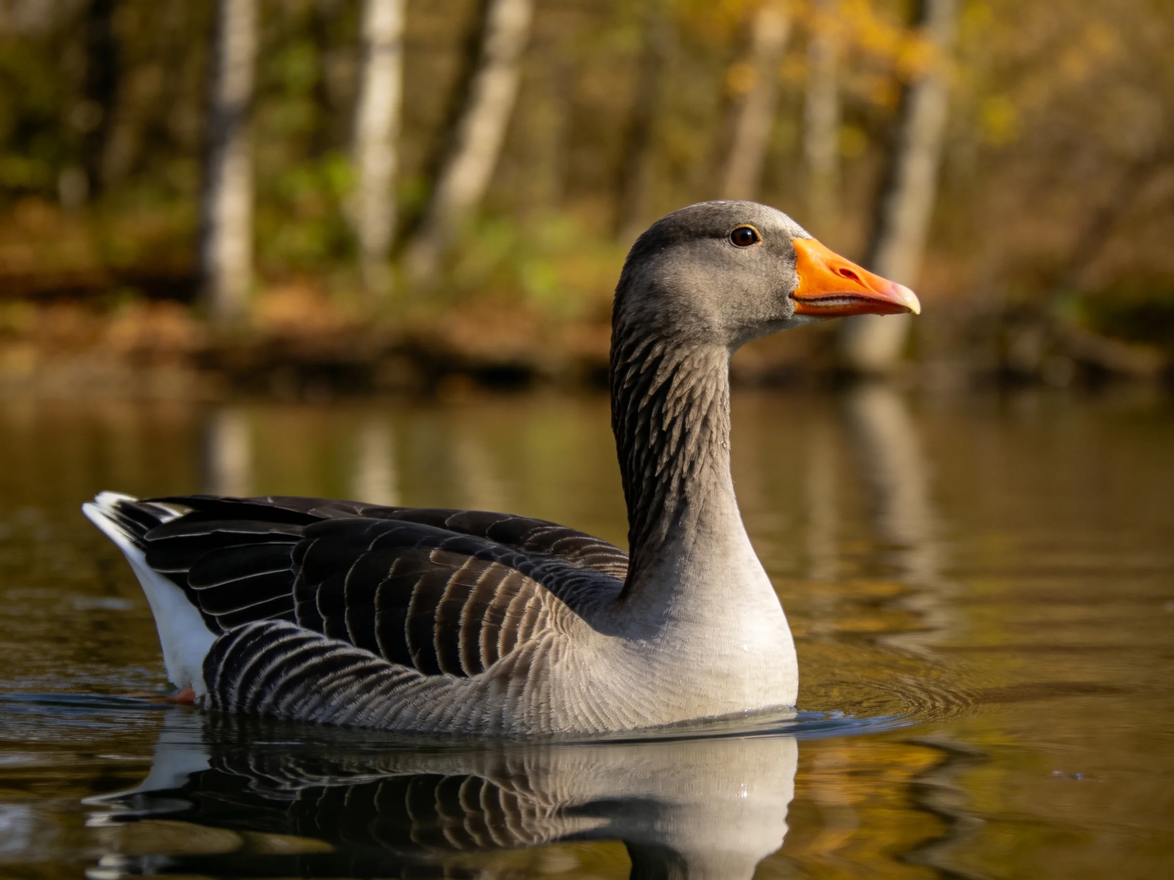 A gray goose with an orange beak swims in calm water