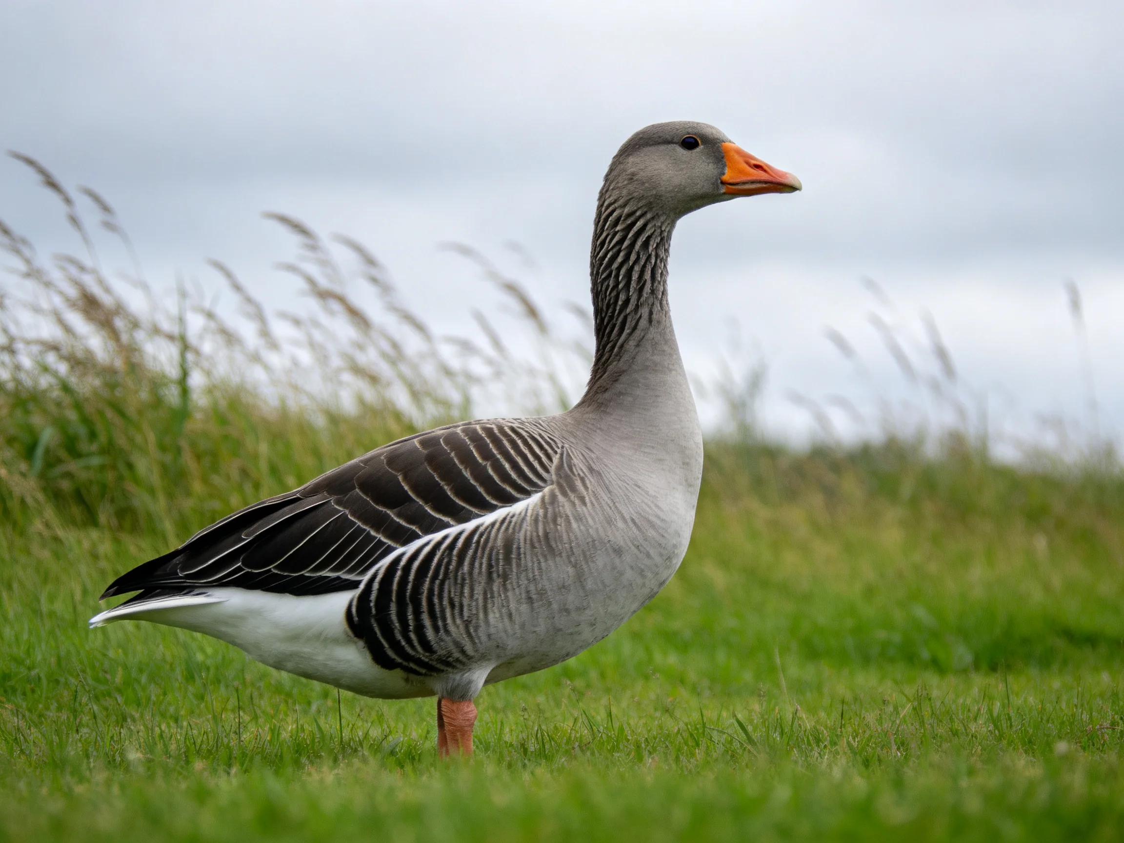 A gray goose with black wing patterns stands on lush green grass