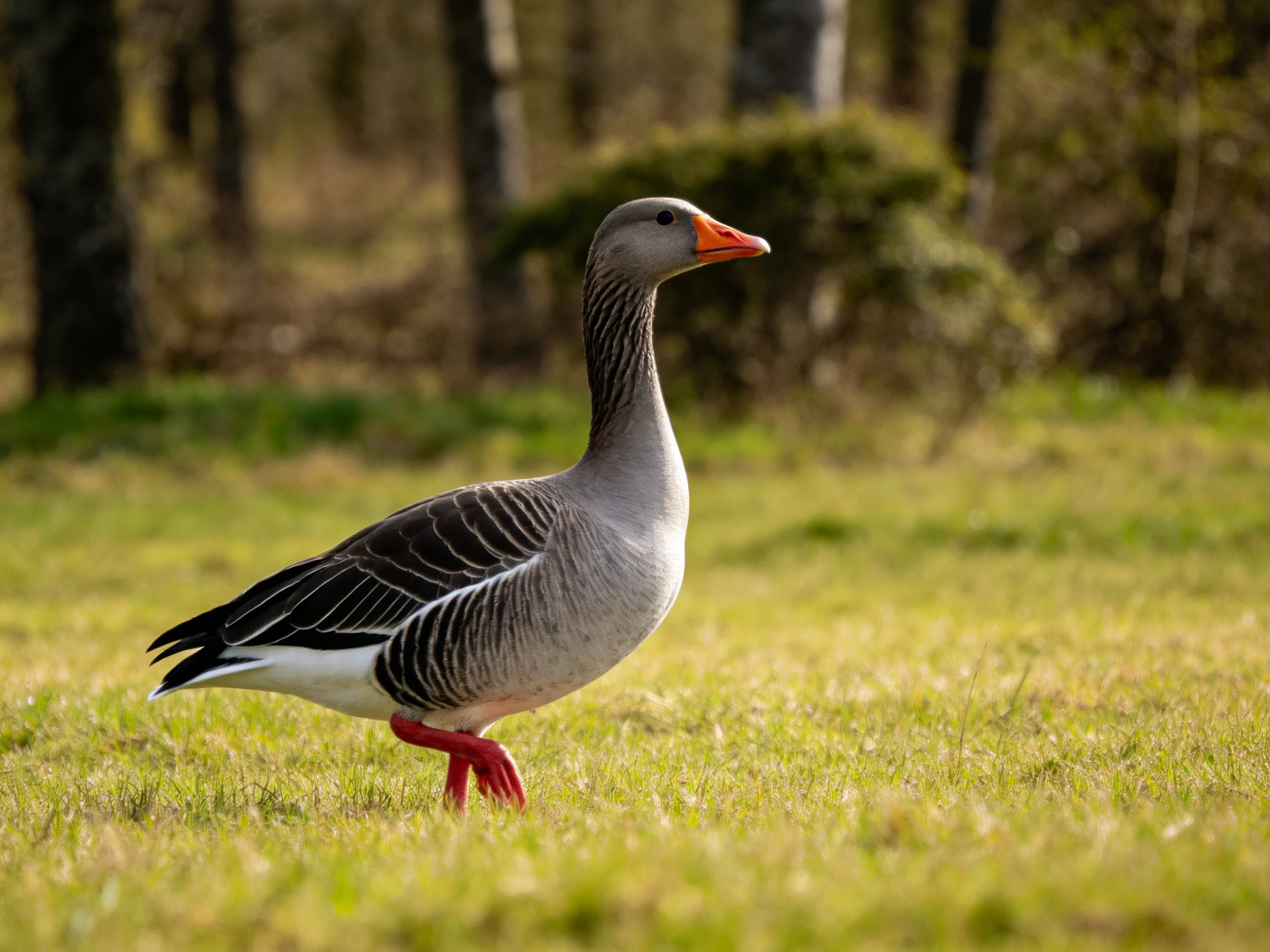 A gray goose with black wing patterns walks on green grass near trees