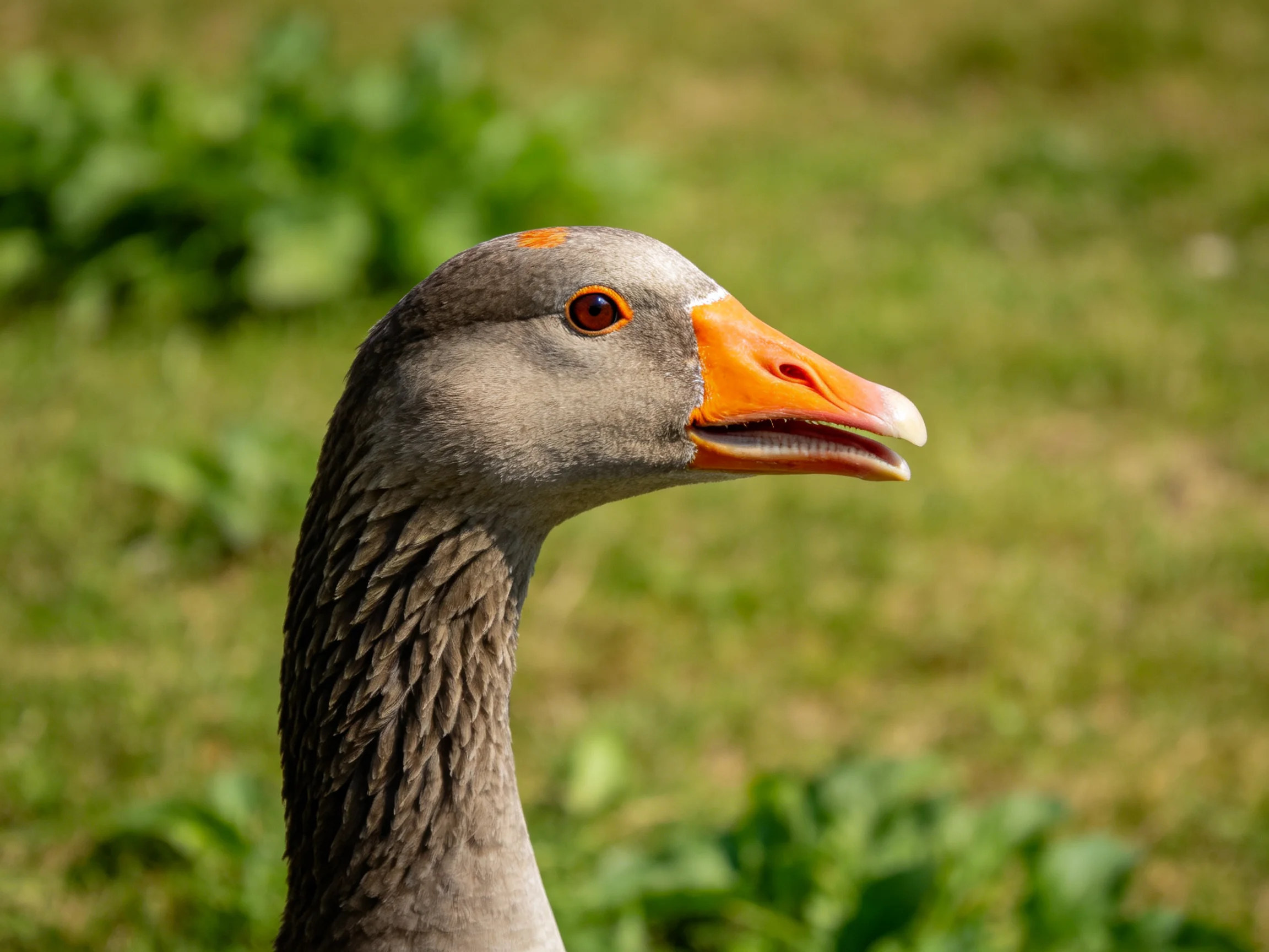 A gray goose with bright orange beak in a green field
