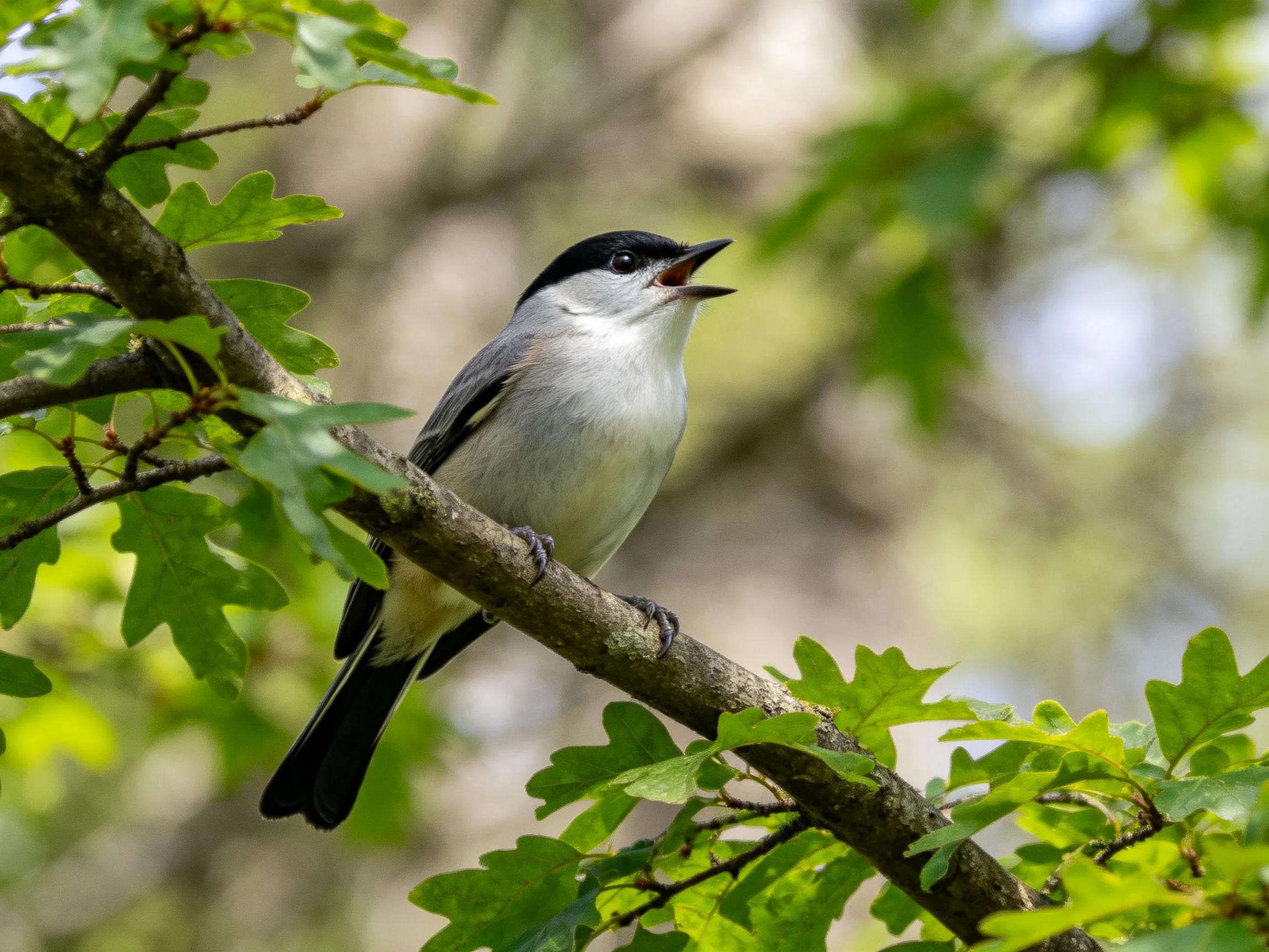 A gray-headed bird perches on a tree branch surrounded by green leaves