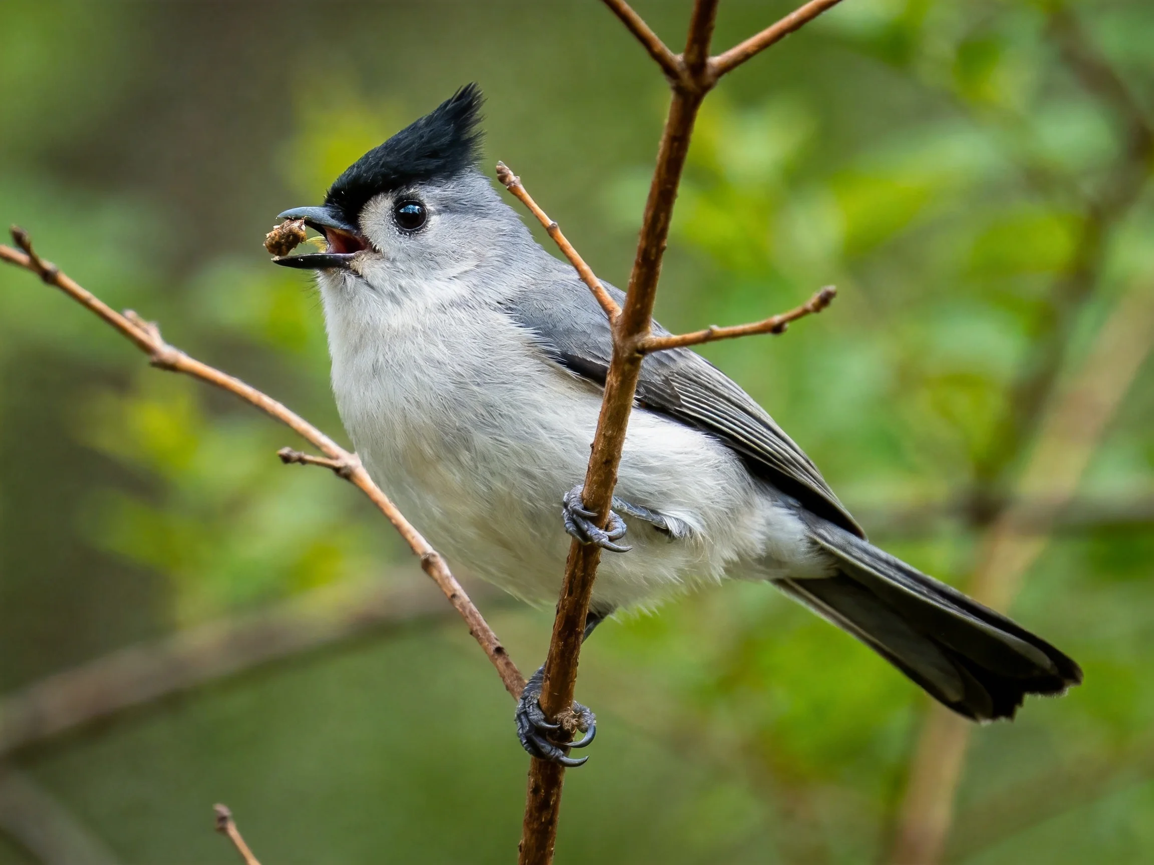 A gray-headed bird with black crest perched on a thin branch