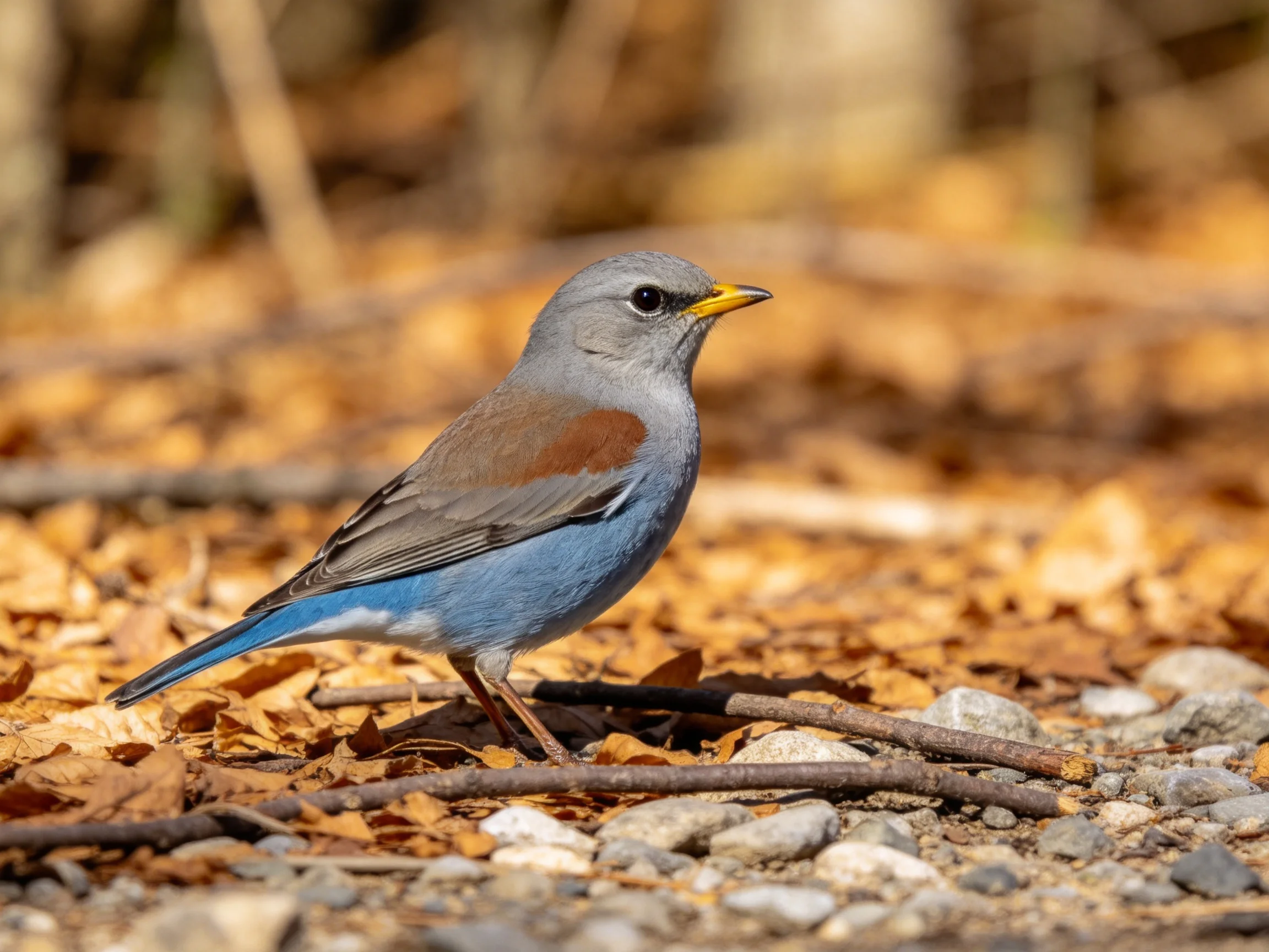 A gray-headed bird with blue underparts on leaf-strewn ground