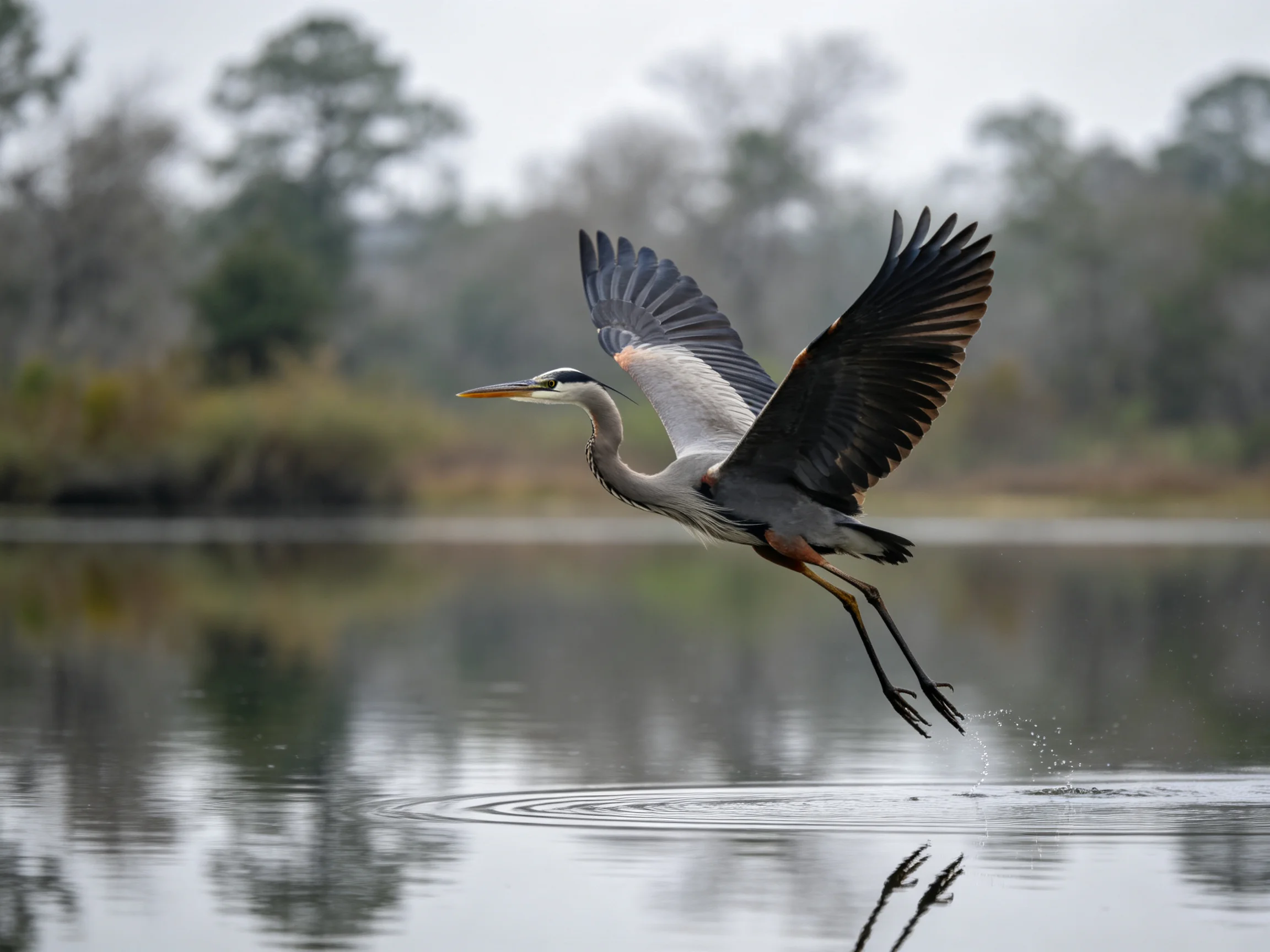 A gray heron flies over calm water near wooded shore