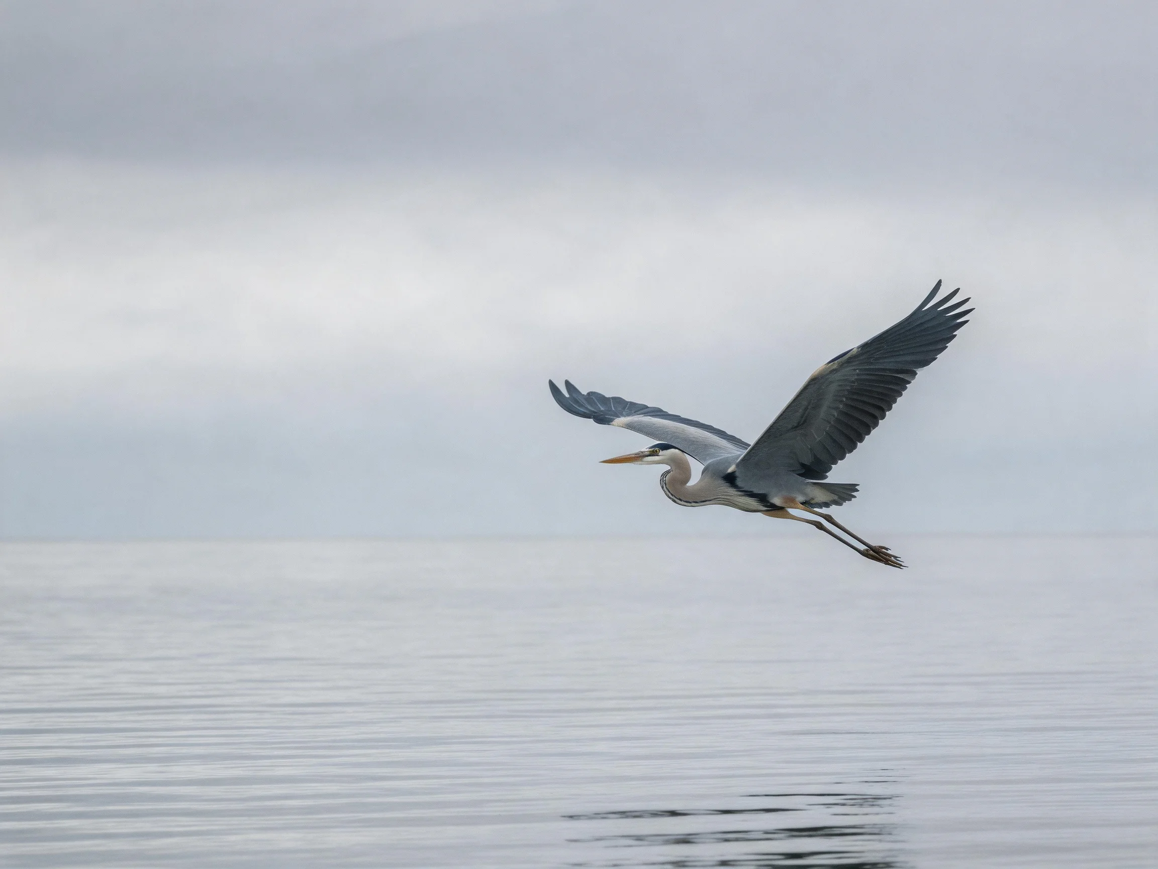 A gray heron flies over calm water under an overcast sky
