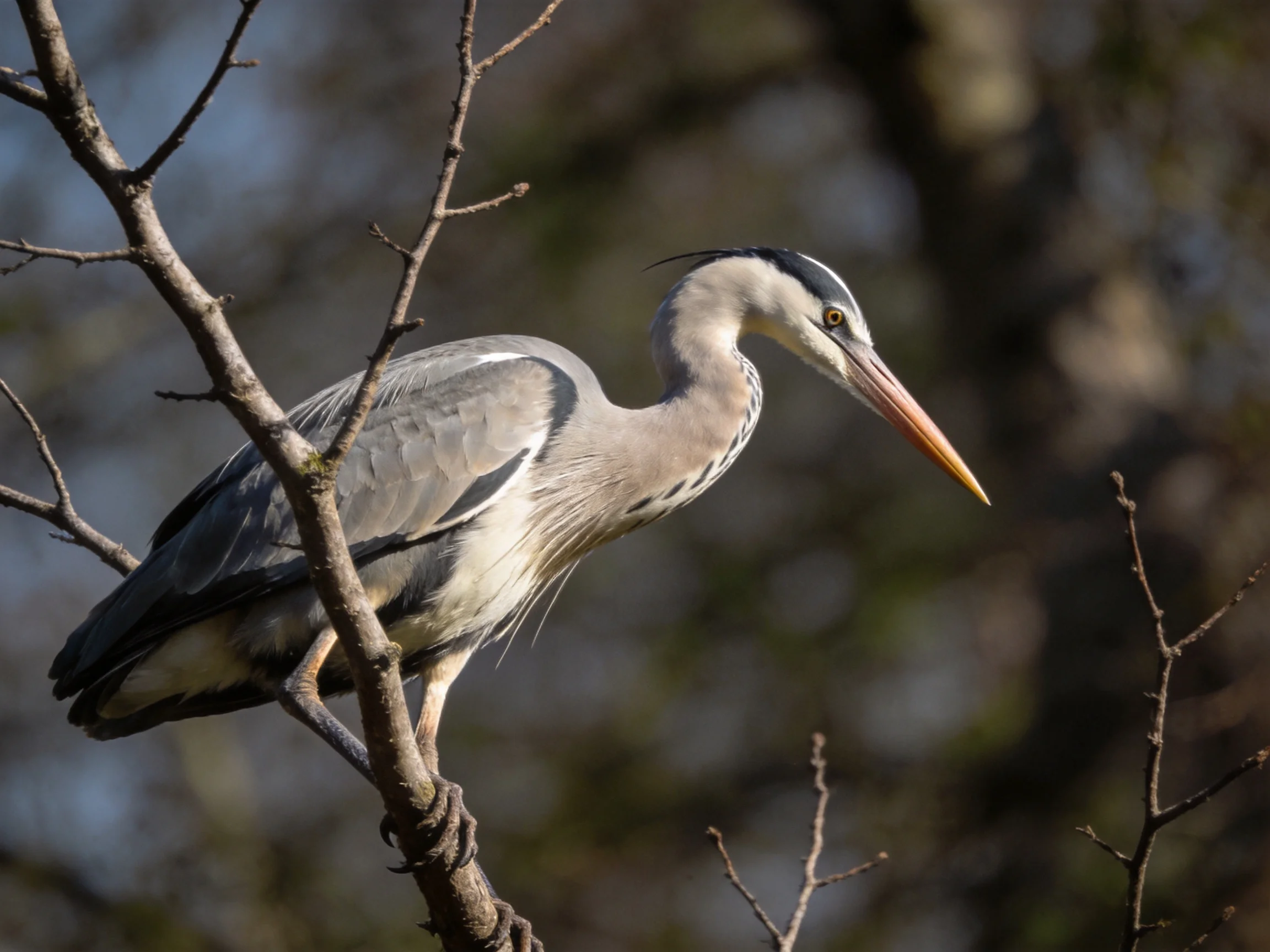 A gray heron perched on a bare tree branch with blurred foliage