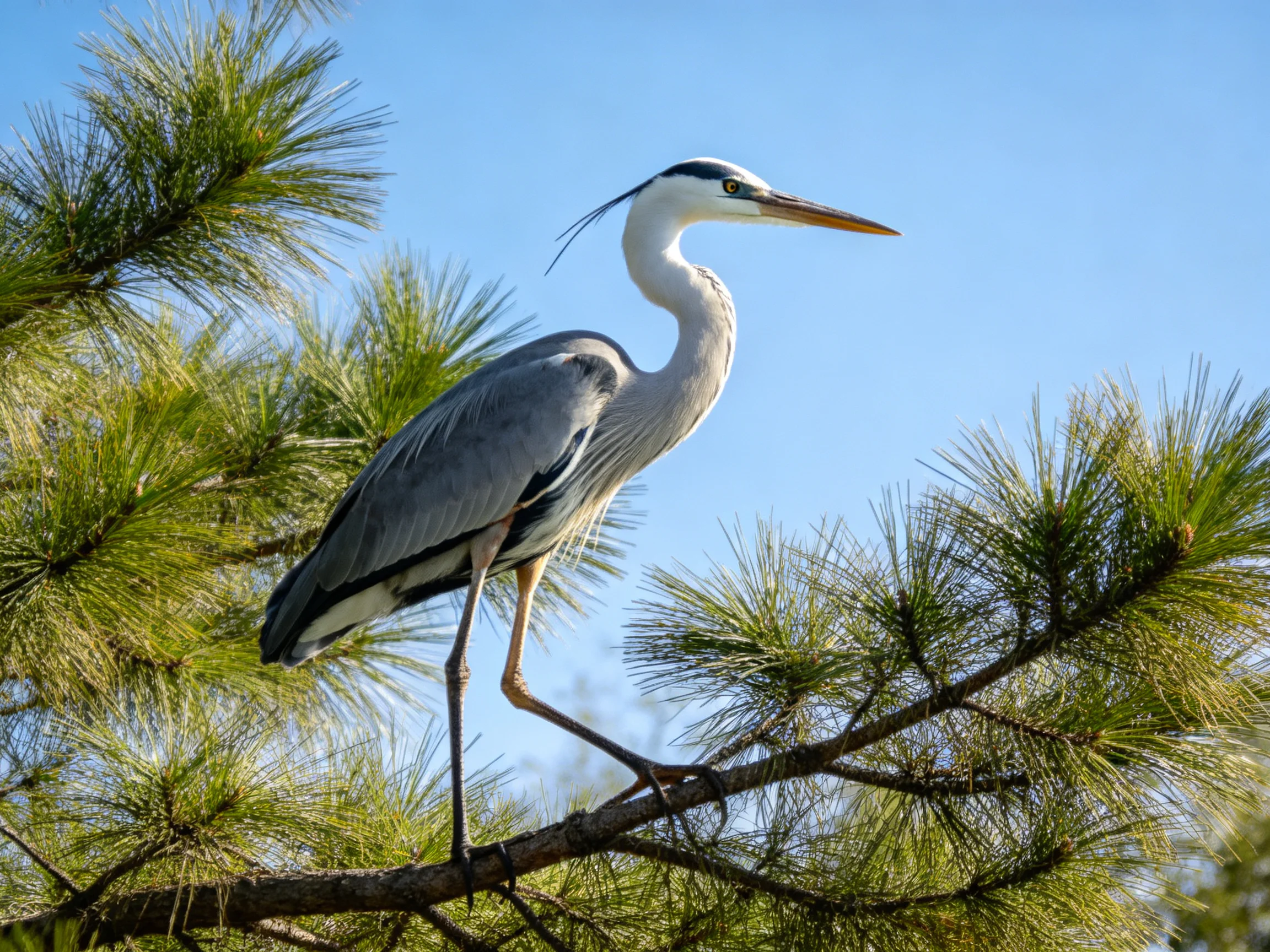 A gray heron perched on green pine branches under clear blue sky