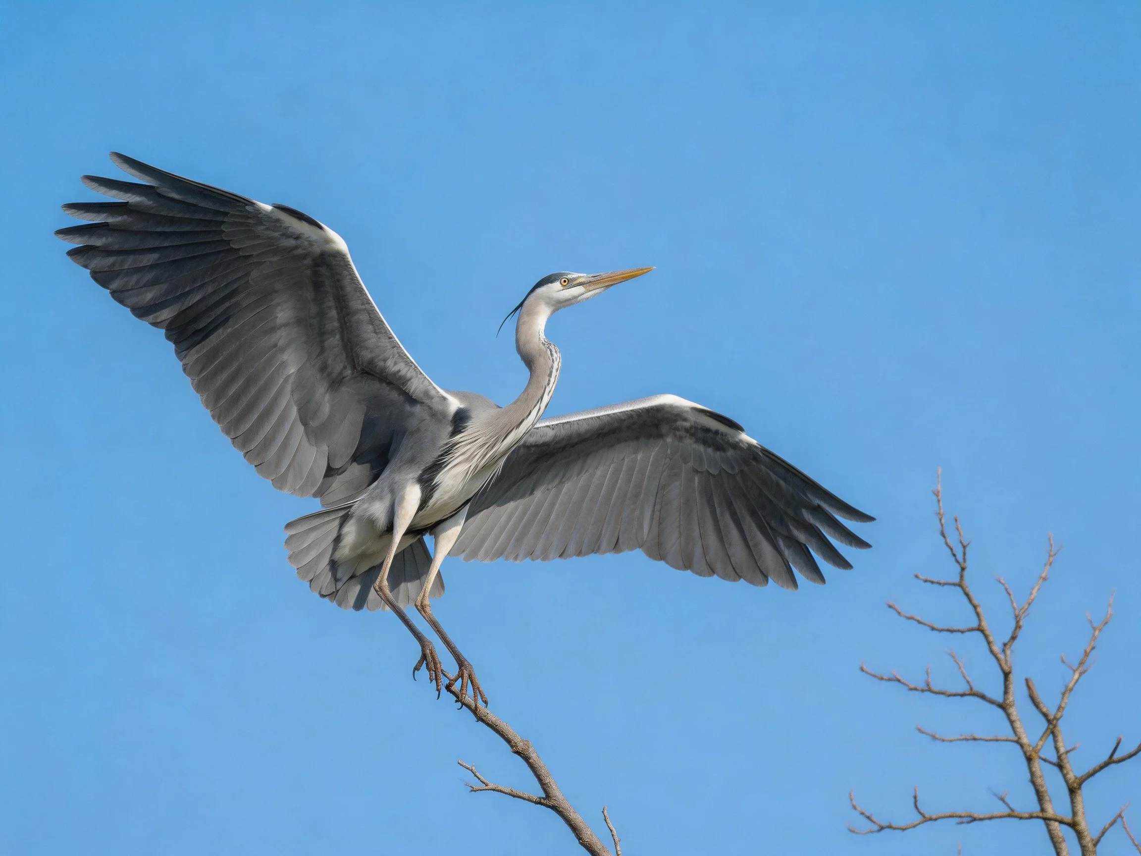 A gray heron spreads wings against a clear blue sky