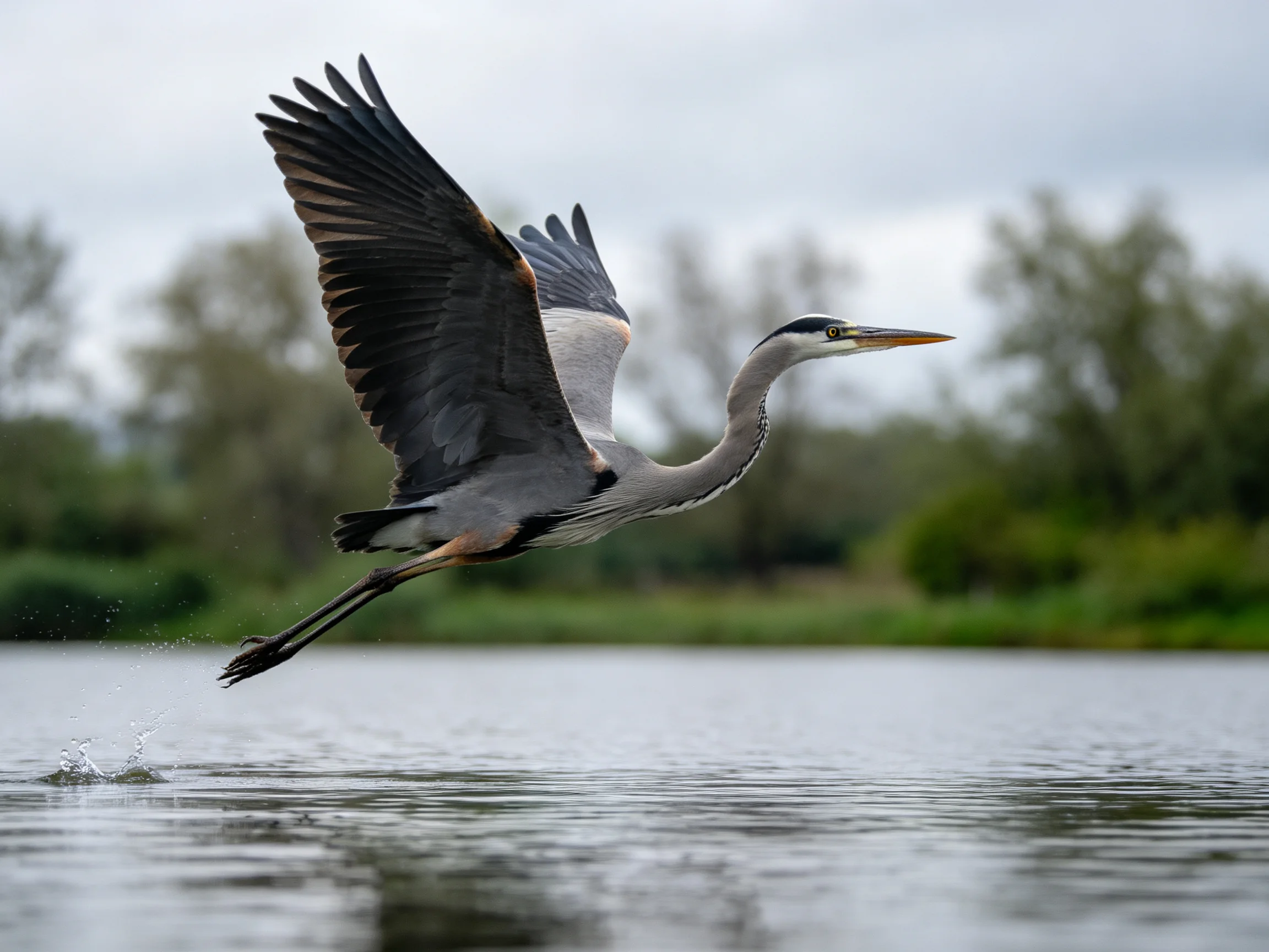 A gray heron spreads wings mid-flight over calm water