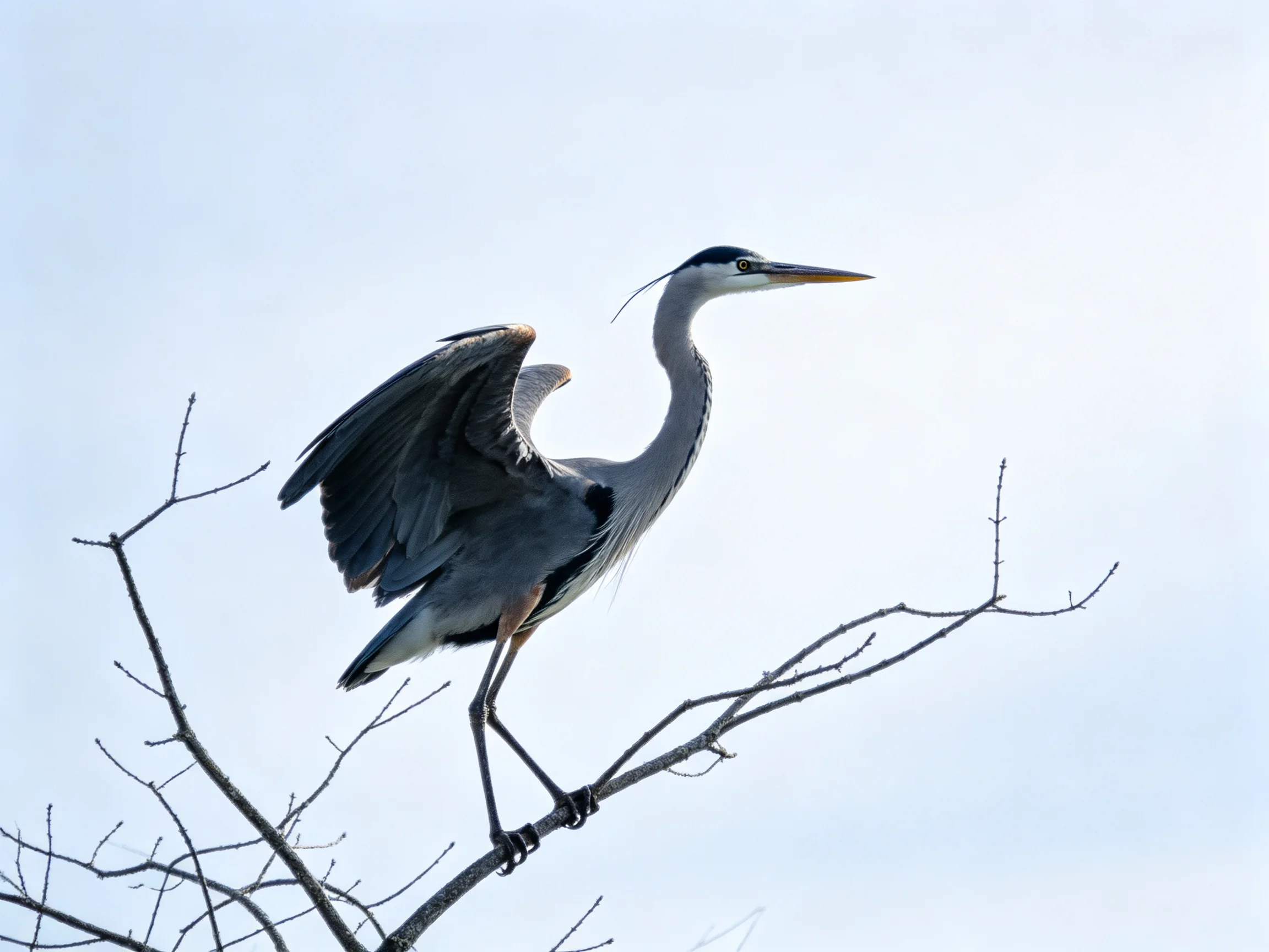 A gray heron spreads wings on bare tree branches under clear sky