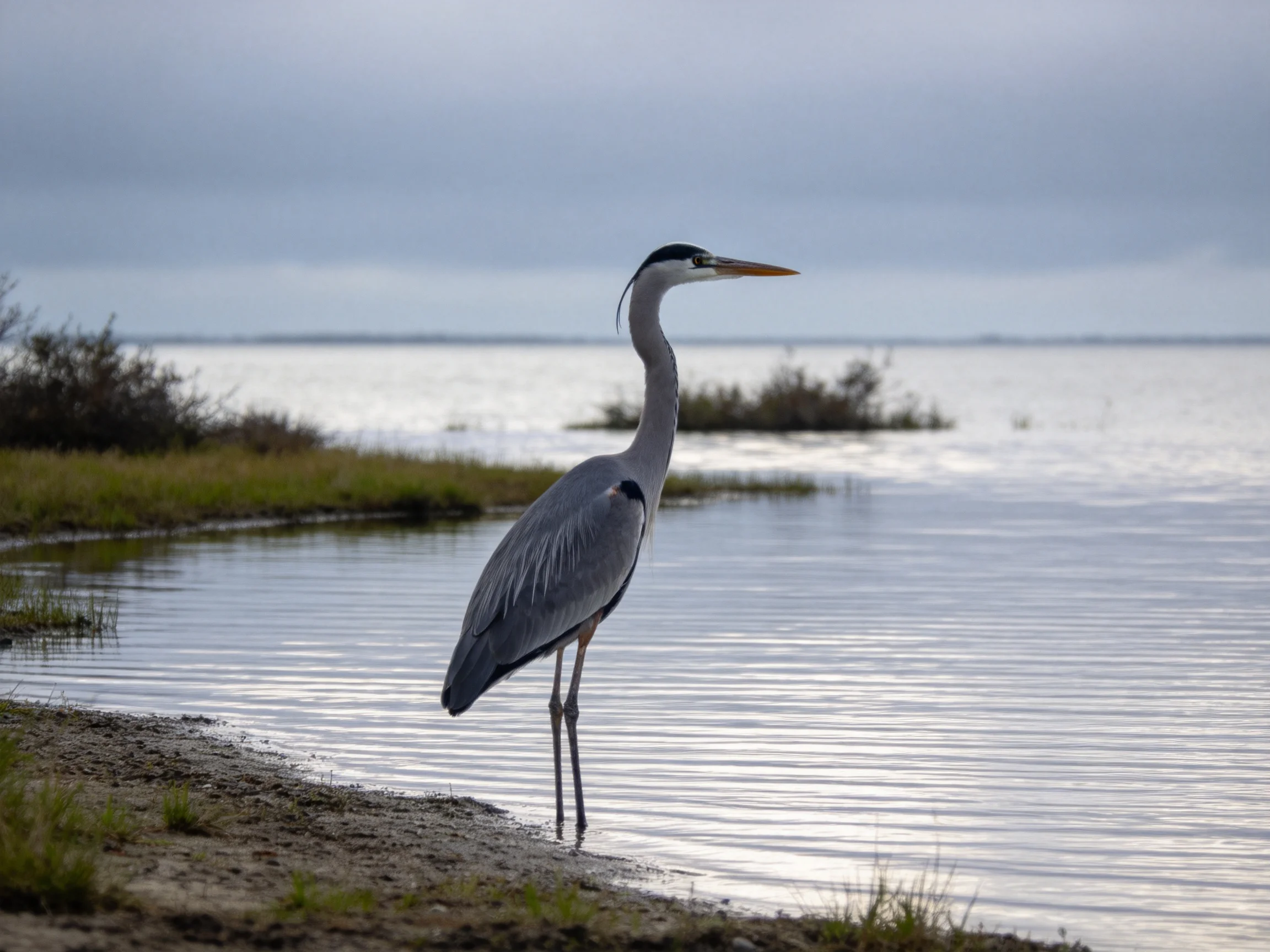 A gray heron stands at the edge of a calm, reflective water body