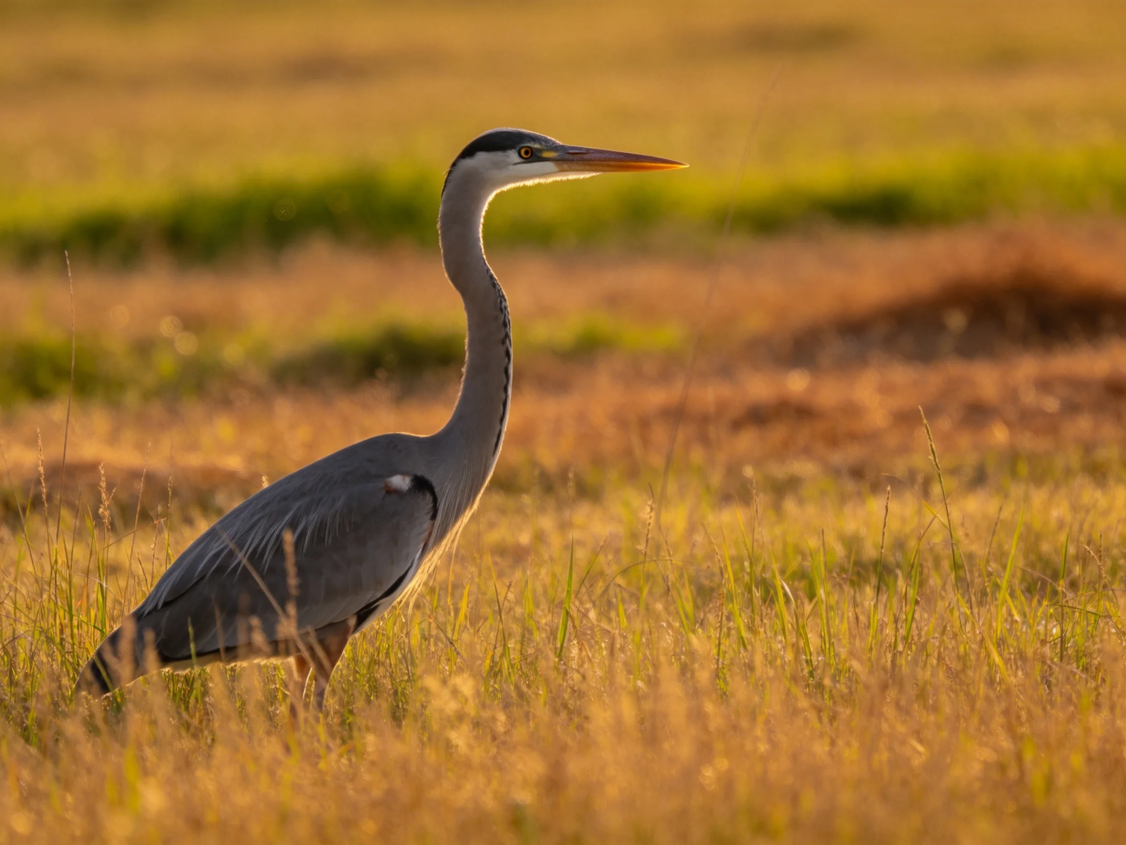 A gray heron stands in golden grassy fields