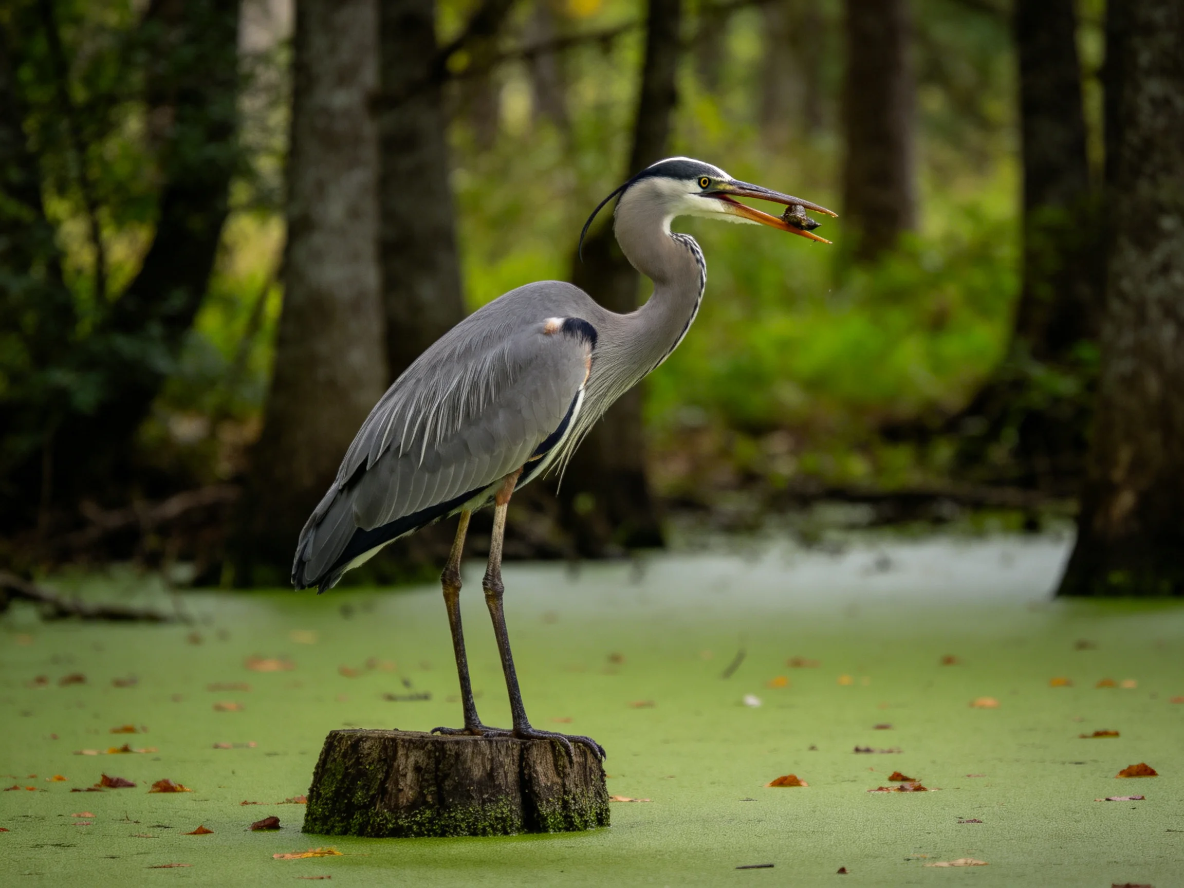 A gray heron stands on a tree stump in a green swamp