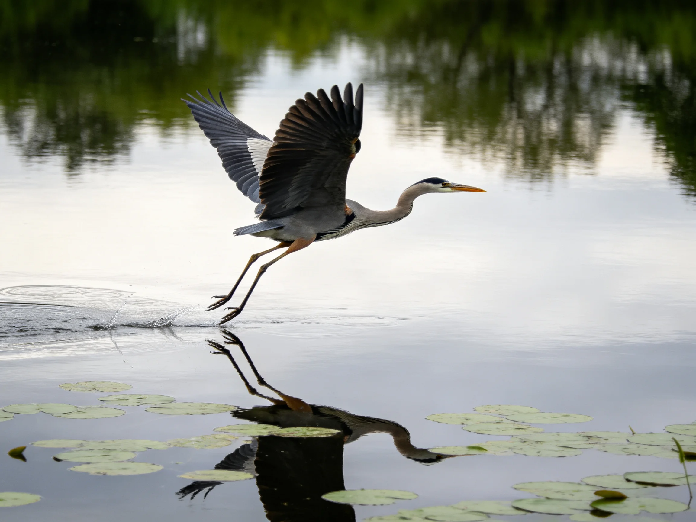 A gray heron takes flight over calm waters with lily pads