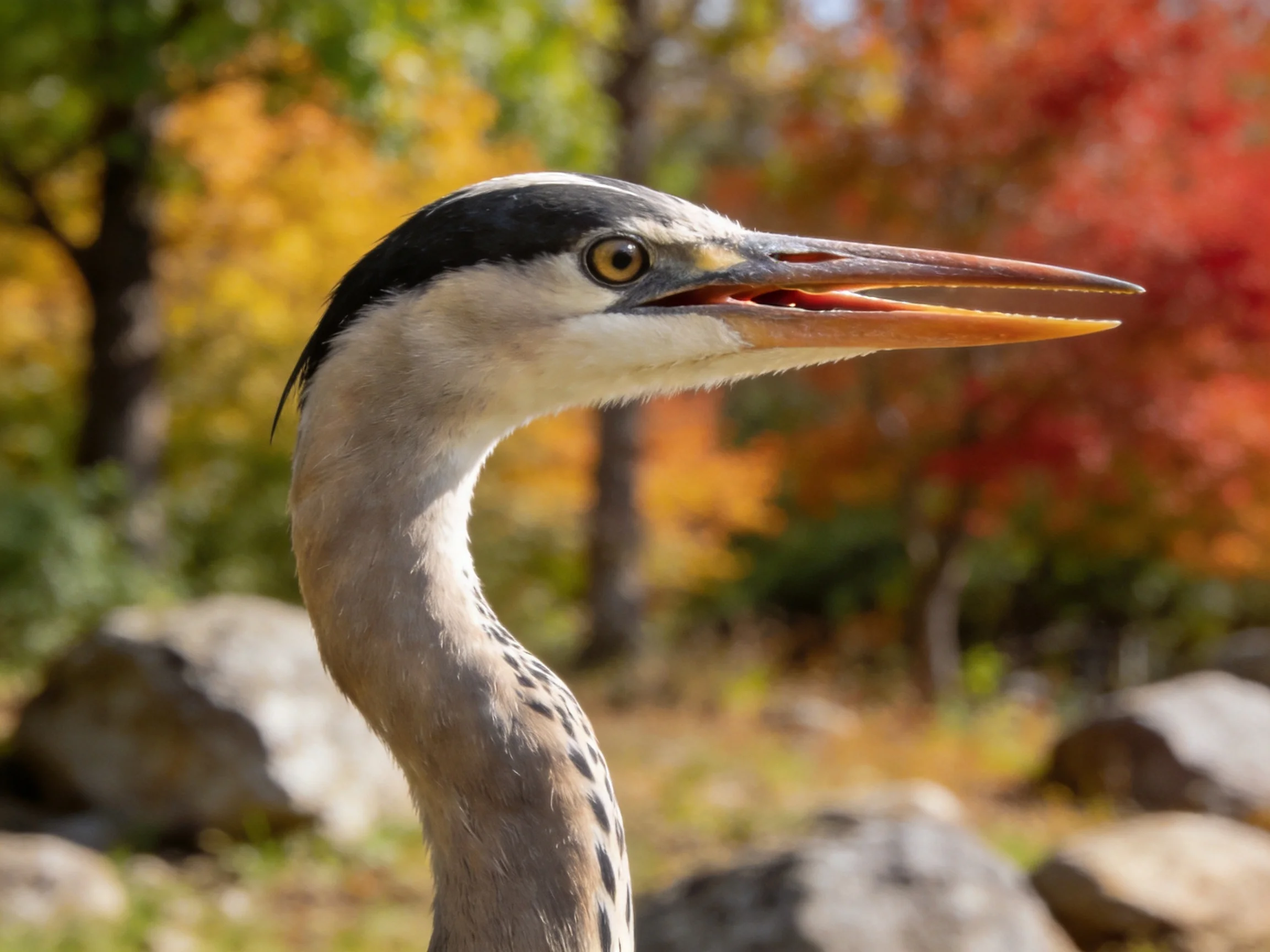 A gray heron with black crest near colorful autumn trees and rocks