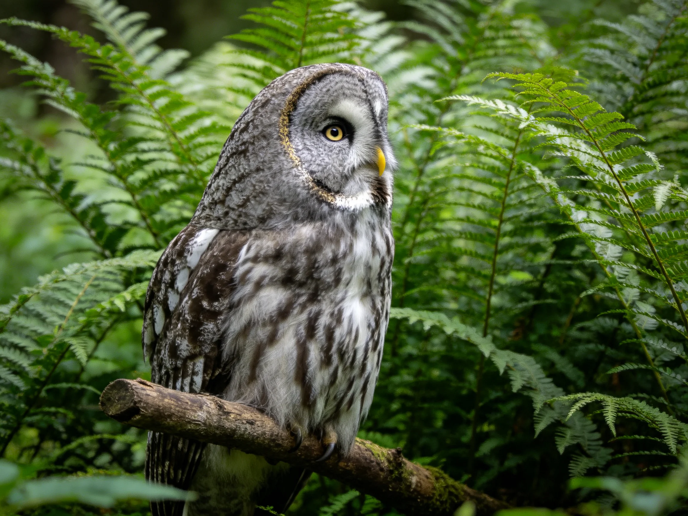 A gray owl perched among lush green ferns on a wooden branch