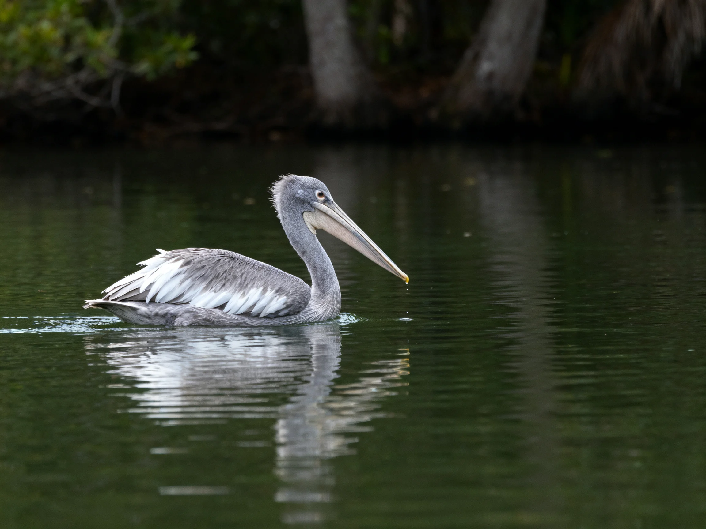 A gray pelican swims in calm green waters near trees