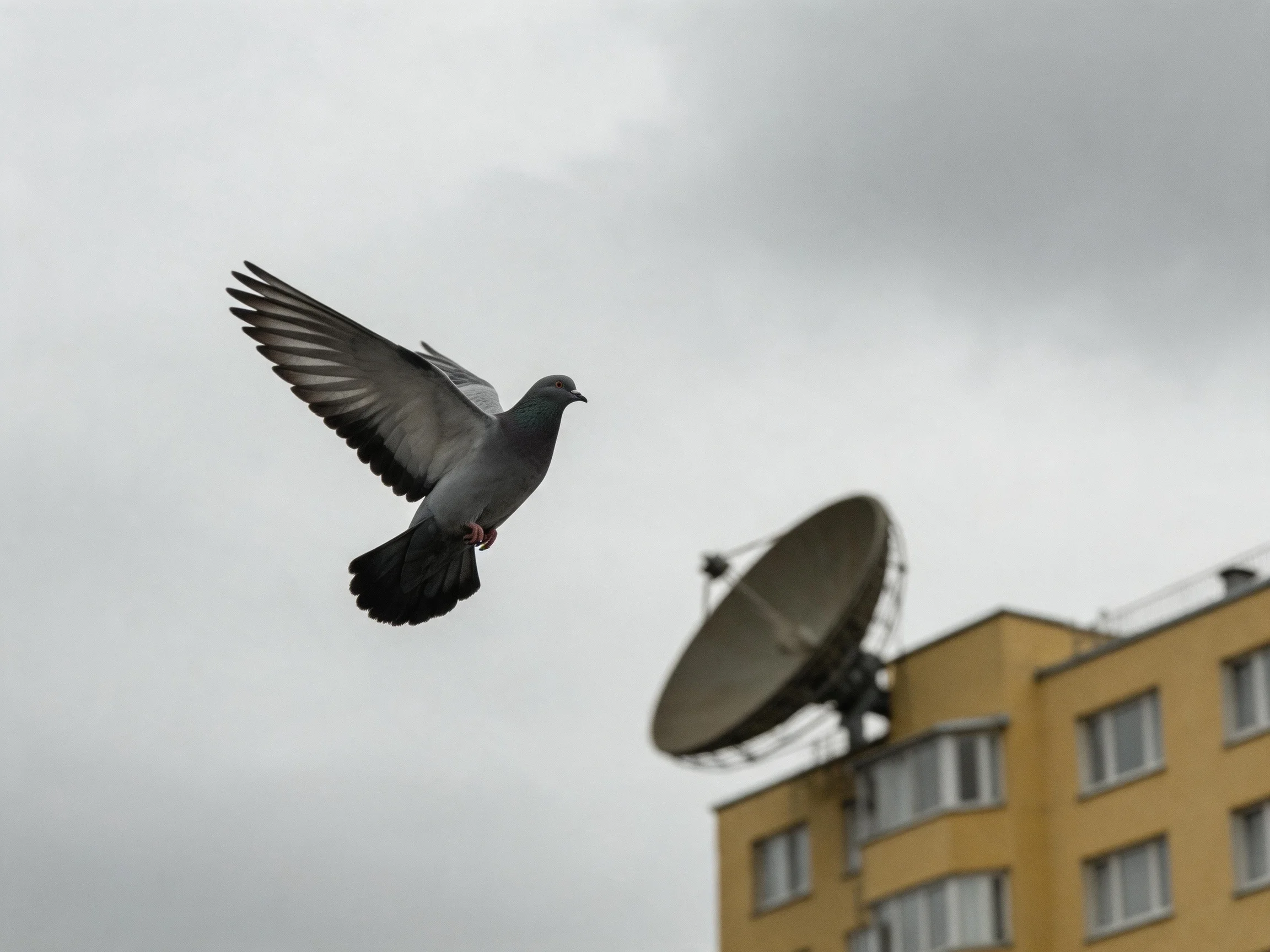 A gray pigeon flies near a yellow building with a satellite dish