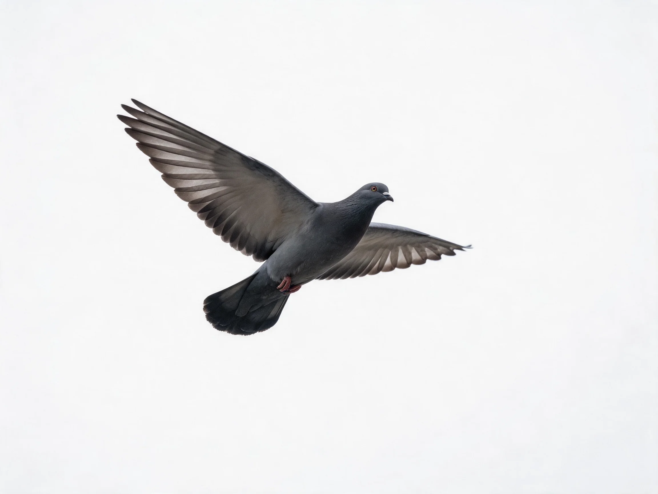 A gray pigeon flying with outstretched wings